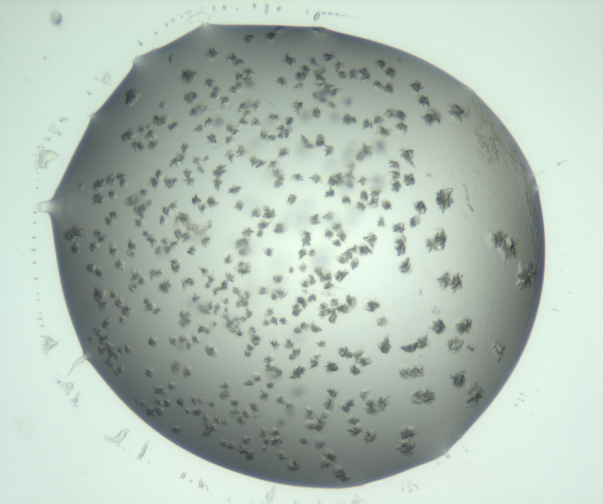 RI01_03_000_0212_Proj1_Clon1_MC_0000MC103060_005_161201_07_04_01_00_99_002_001_RAI.jpg