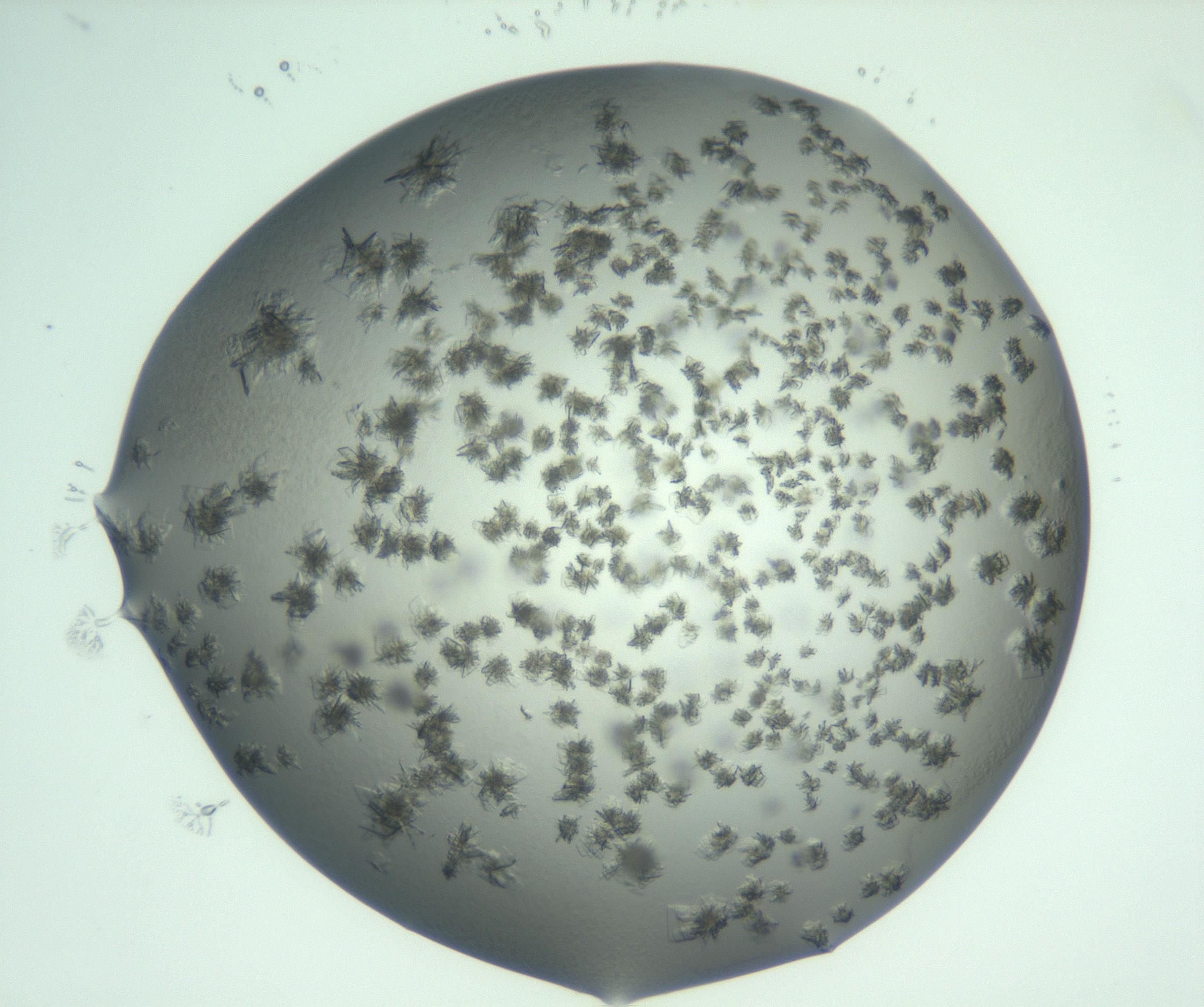 RI01_03_000_0212_Proj1_Clon1_MC_0000MC103060_005_161201_07_04_02_00_99_002_001_RAI.jpg