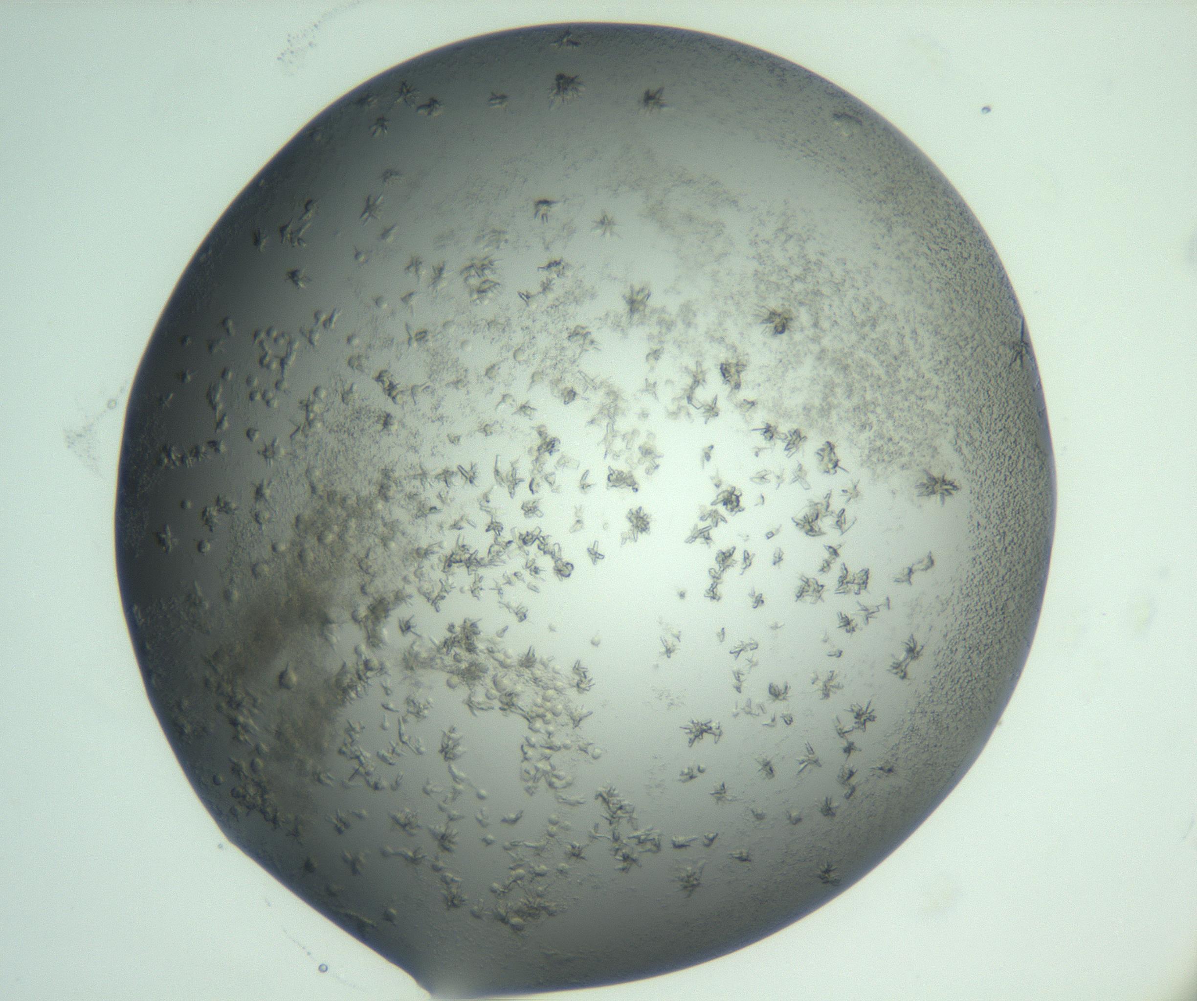 RI01_03_000_0212_Proj1_Clon1_MC_0000MC103060_005_161201_08_01_01_00_99_002_001_RAI.jpg