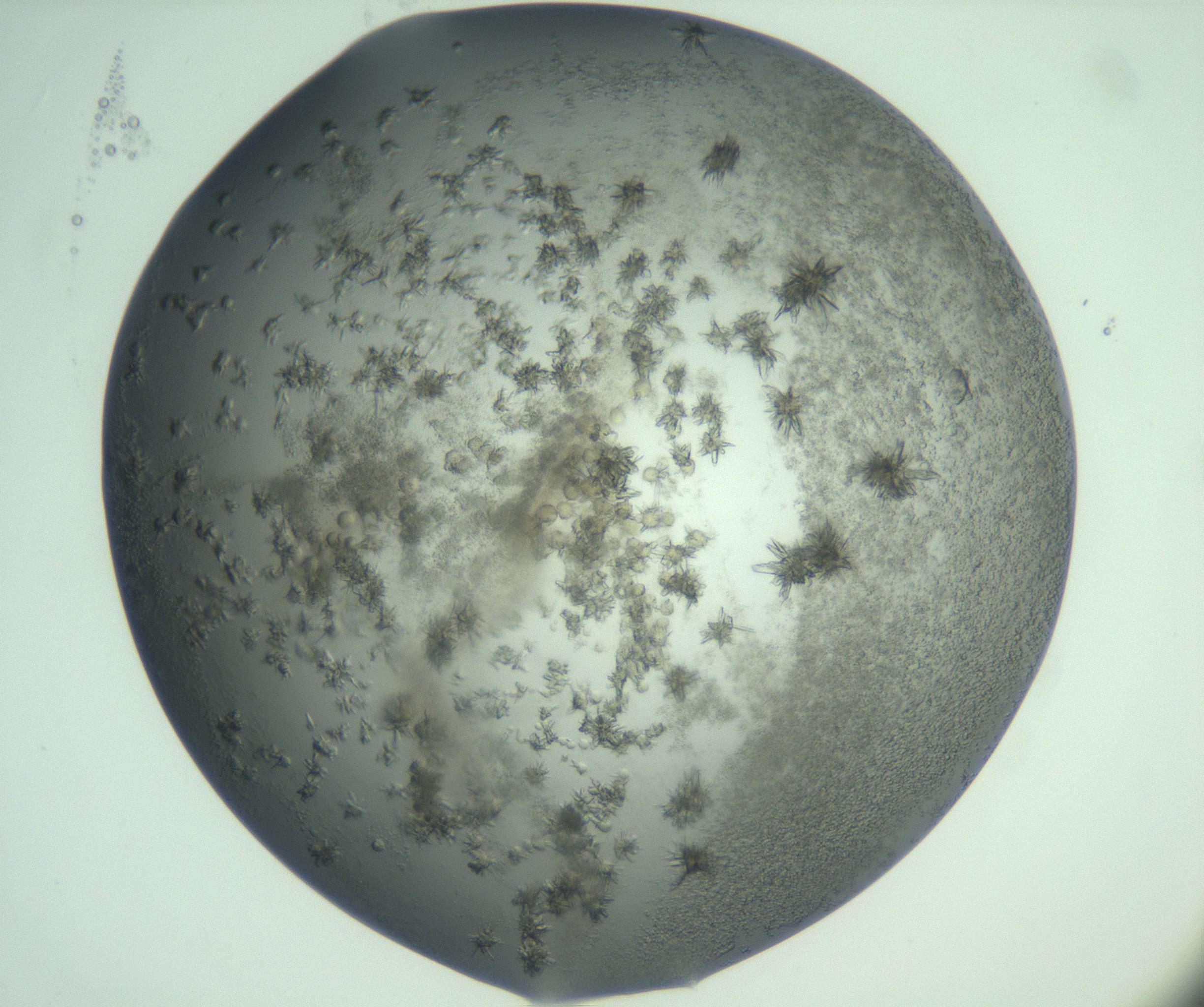 RI01_03_000_0212_Proj1_Clon1_MC_0000MC103060_005_161201_08_01_02_00_99_002_001_RAI.jpg