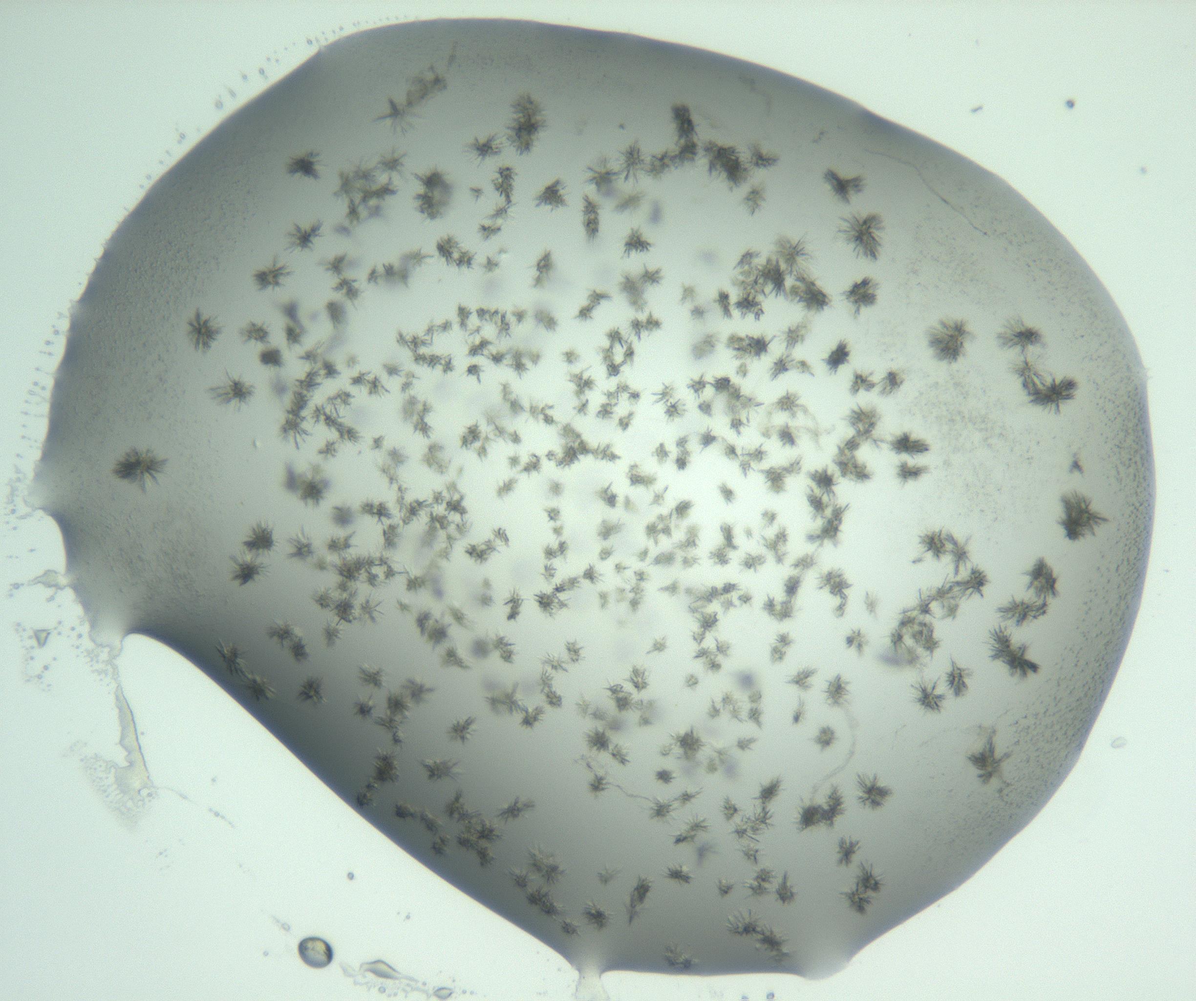 RI01_03_000_0212_Proj1_Clon1_MC_0000MC103060_005_161201_08_04_01_00_99_002_001_RAI.jpg