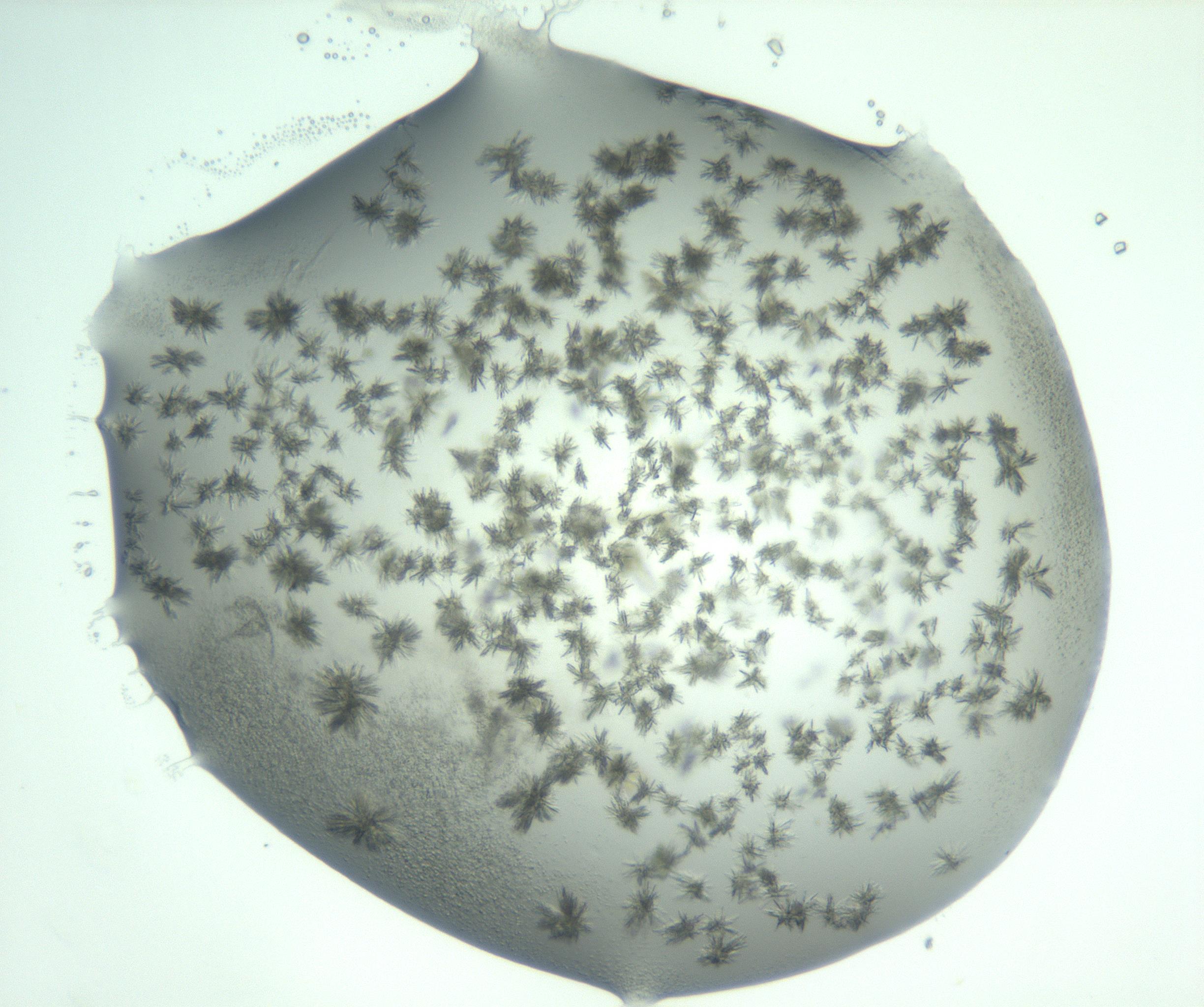 RI01_03_000_0212_Proj1_Clon1_MC_0000MC103060_005_161201_08_04_02_00_99_002_001_RAI.jpg