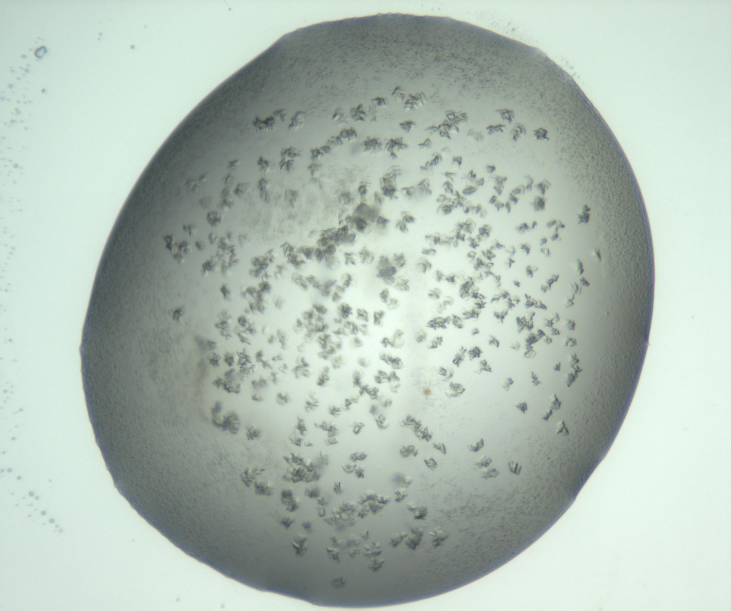 RI01_03_000_0212_Proj1_Clon1_MC_0000MC103060_005_161201_08_05_01_00_99_002_001_RAI.jpg