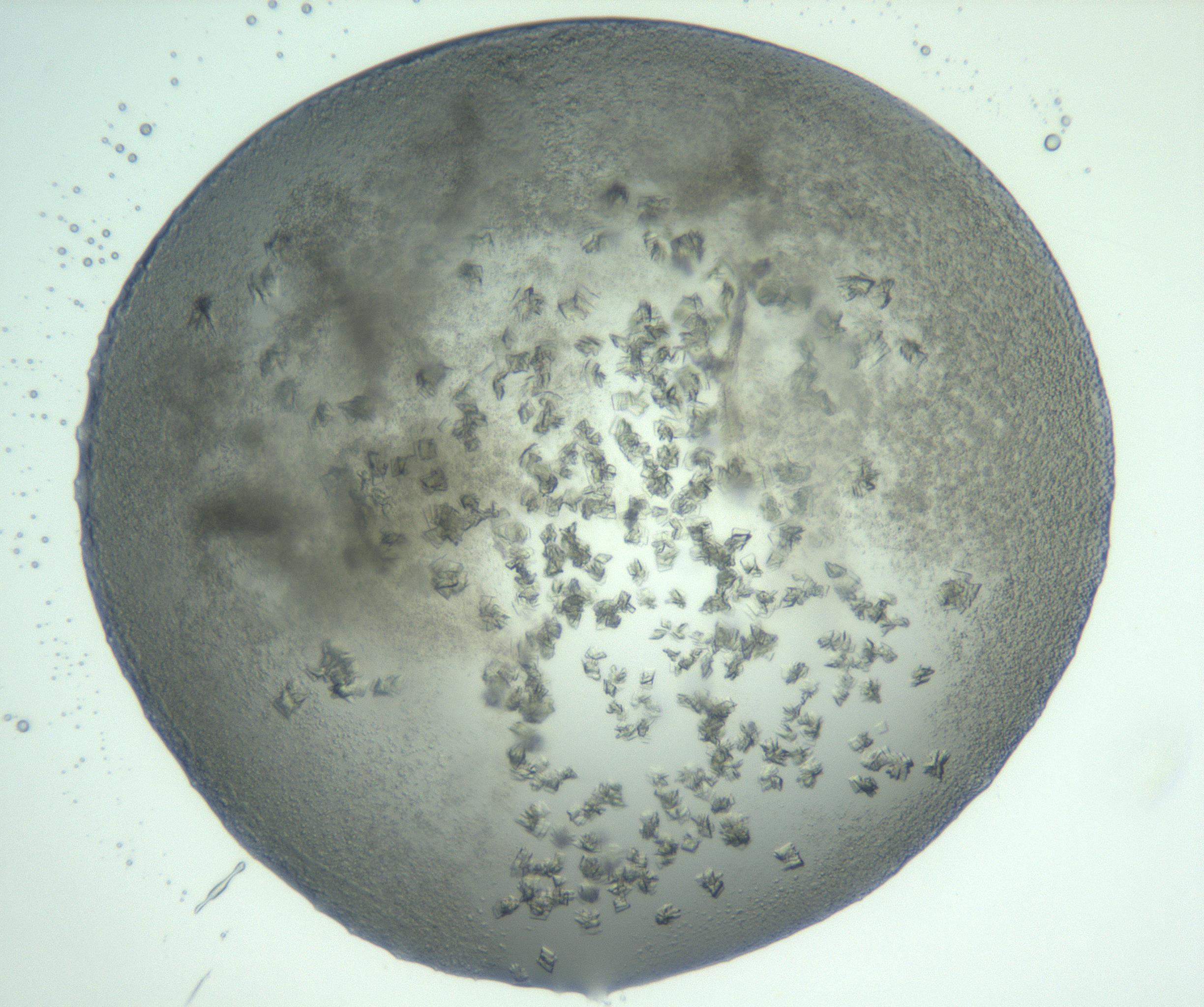 RI01_03_000_0212_Proj1_Clon1_MC_0000MC103060_005_161201_08_05_02_00_99_002_001_RAI.jpg