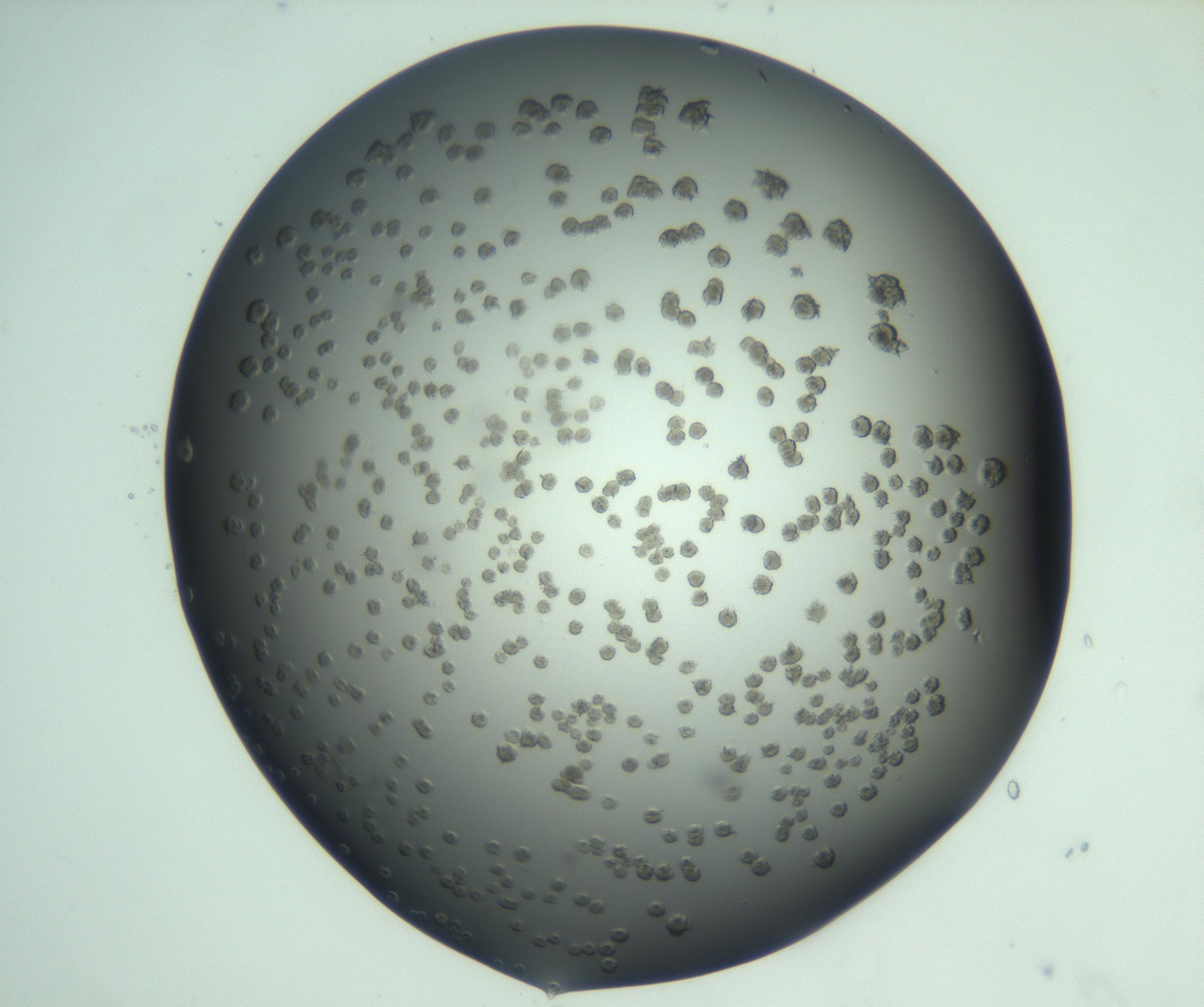 RI01_03_000_0212_Proj1_Clon1_MC_0000MC103060_005_161201_08_07_01_00_99_002_001_RAI.jpg