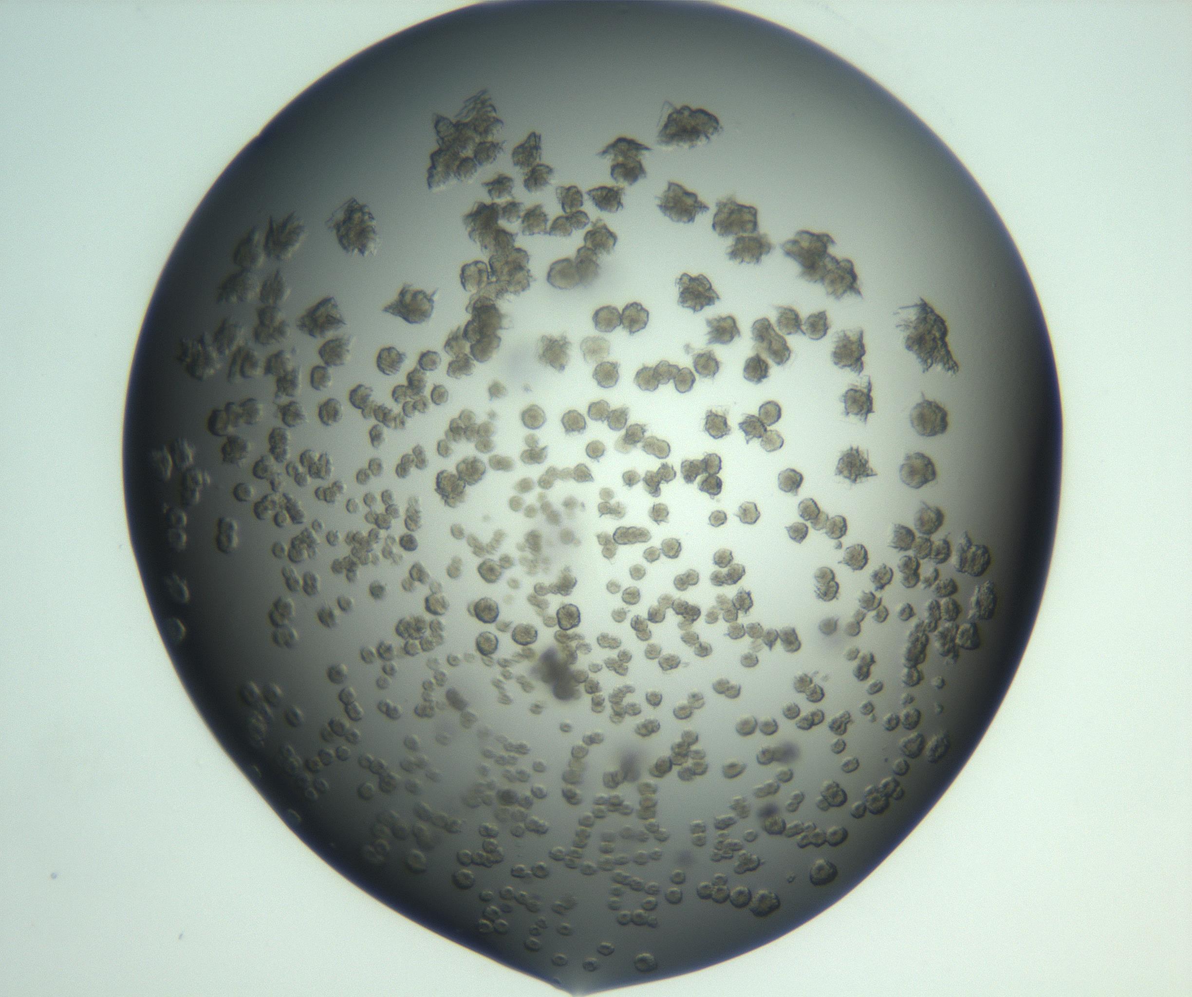 RI01_03_000_0212_Proj1_Clon1_MC_0000MC103060_005_161201_08_07_02_00_99_002_001_RAI.jpg