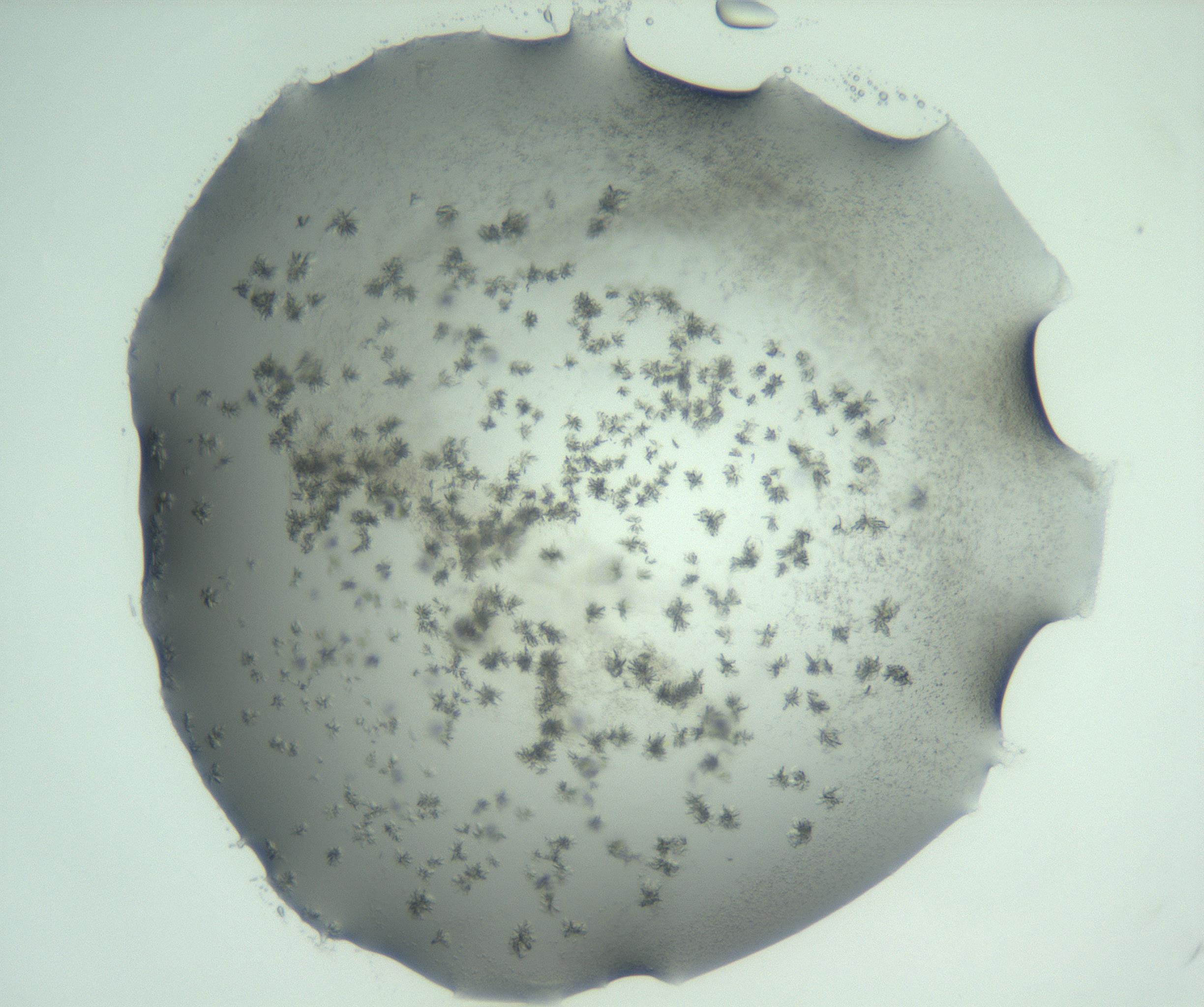 RI01_03_000_0212_Proj1_Clon1_MC_0000MC103060_005_161201_09_01_01_00_99_002_001_RAI.jpg