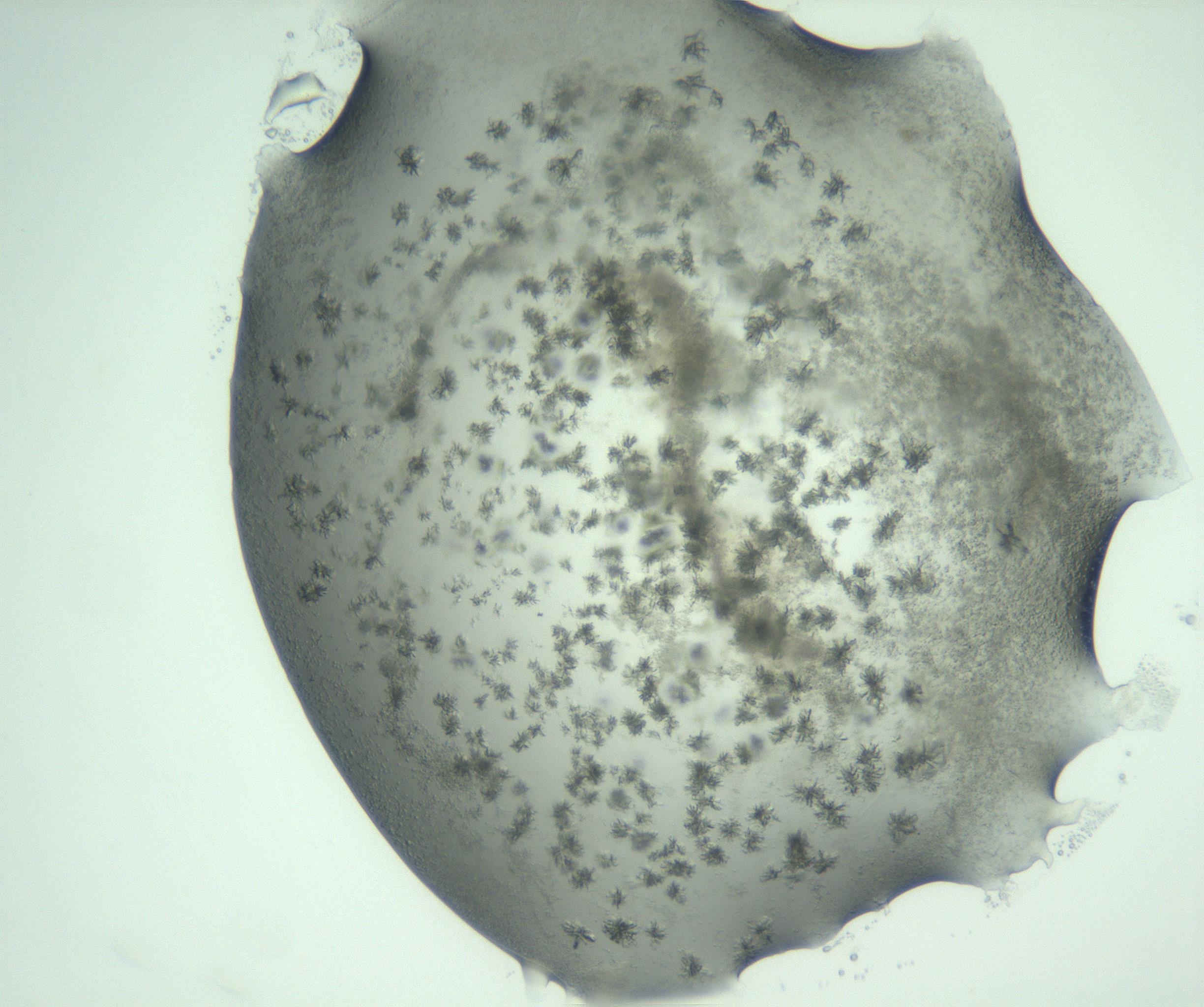 RI01_03_000_0212_Proj1_Clon1_MC_0000MC103060_005_161201_09_01_02_00_99_002_001_RAI.jpg