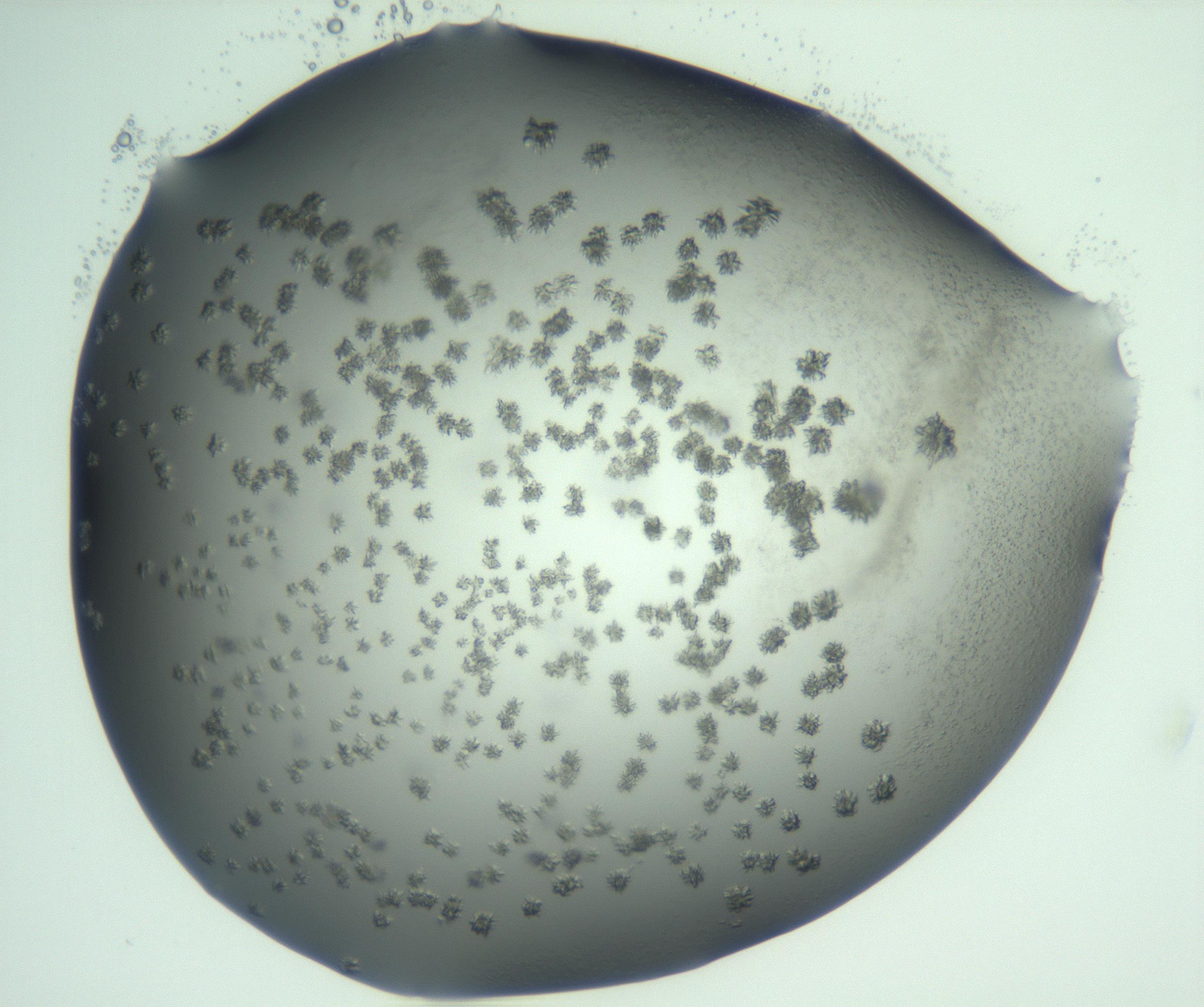 RI01_03_000_0212_Proj1_Clon1_MC_0000MC103060_005_161201_09_02_01_00_99_002_001_RAI.jpg