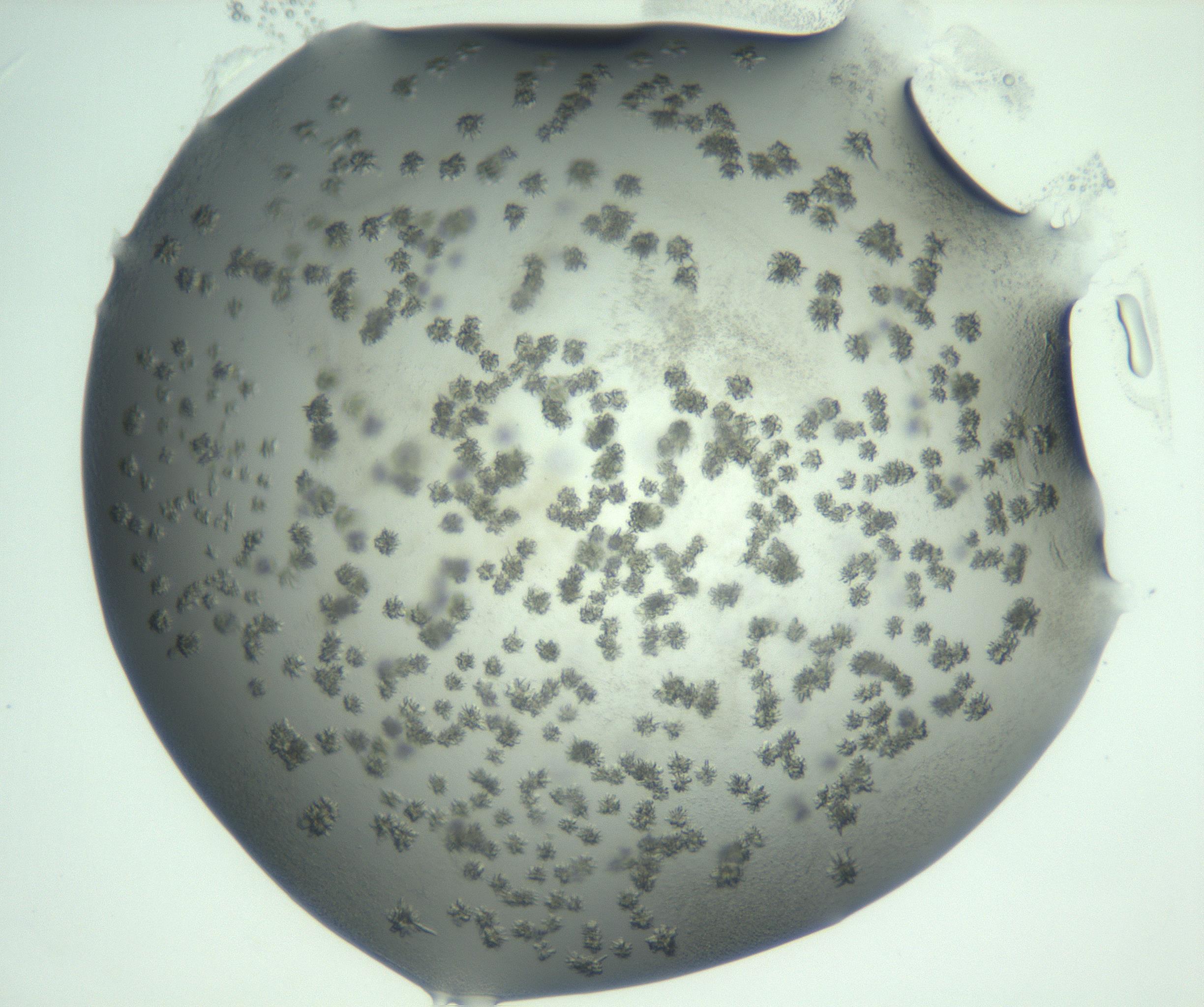 RI01_03_000_0212_Proj1_Clon1_MC_0000MC103060_005_161201_09_02_02_00_99_002_001_RAI.jpg