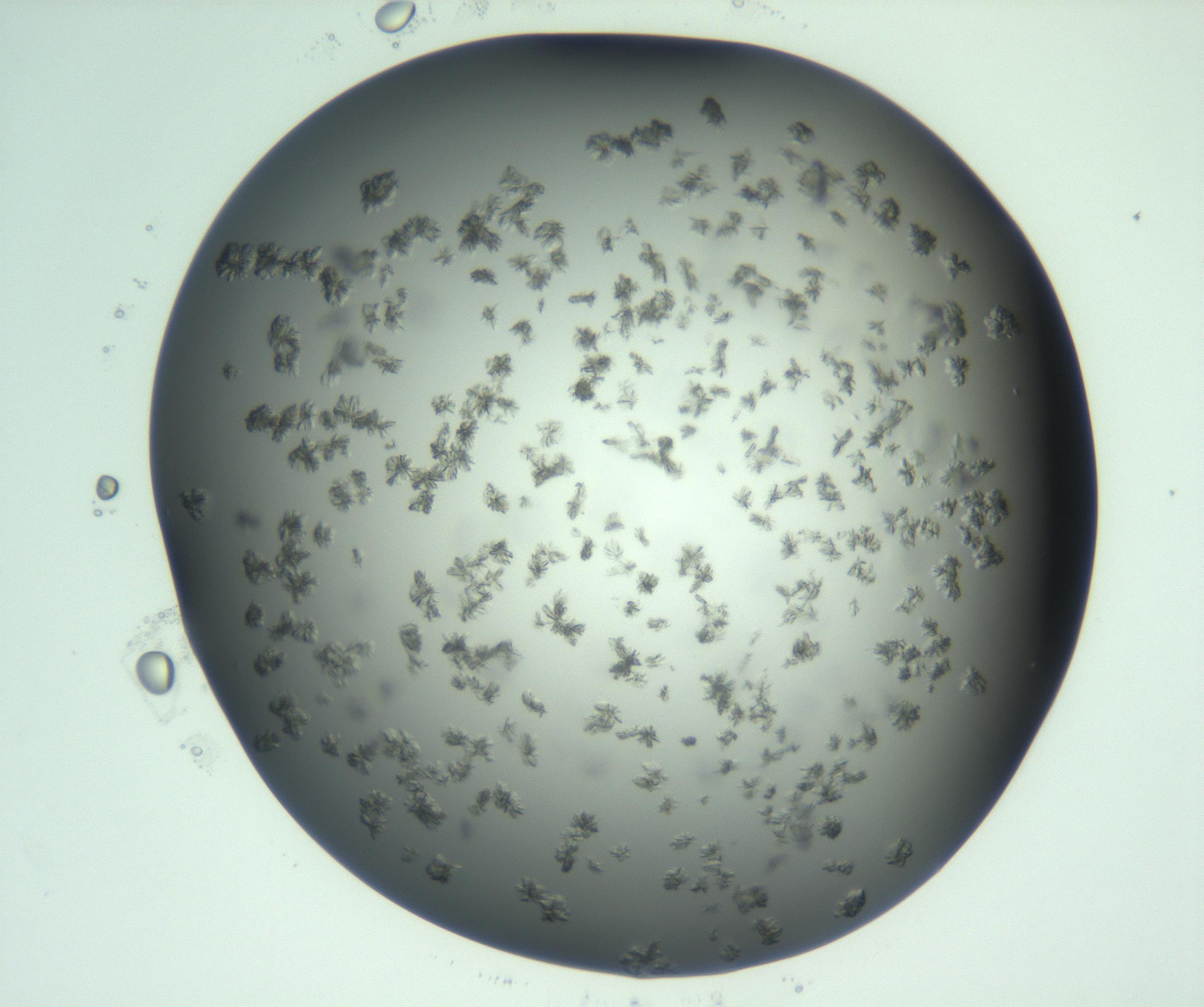 RI01_03_000_0212_Proj1_Clon1_MC_0000MC103060_005_161201_09_03_01_00_99_002_001_RAI.jpg
