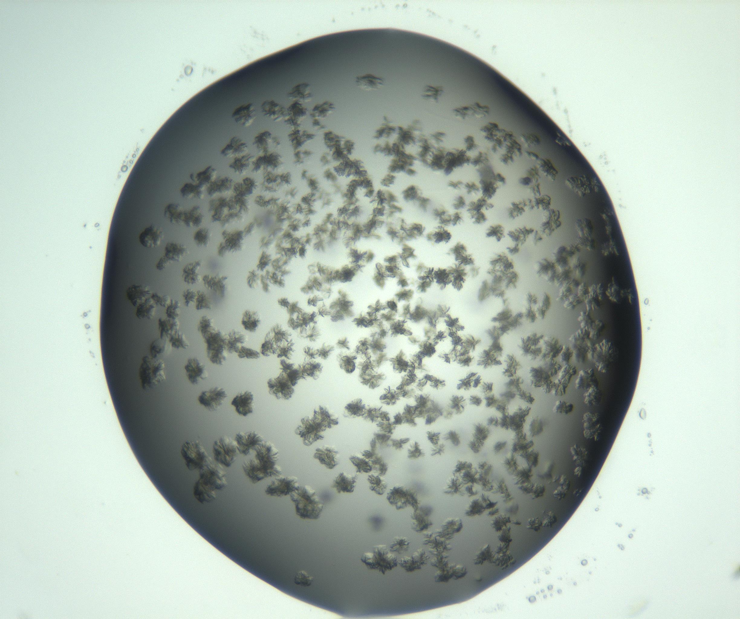 RI01_03_000_0212_Proj1_Clon1_MC_0000MC103060_005_161201_09_03_02_00_99_002_001_RAI.jpg