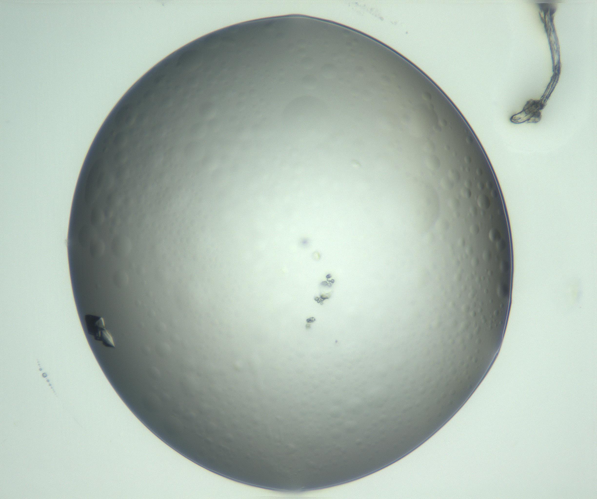 RI01_03_000_0212_Proj1_Clon1_MC_0000MC103060_005_161201_10_03_01_00_99_002_001_RAI.jpg