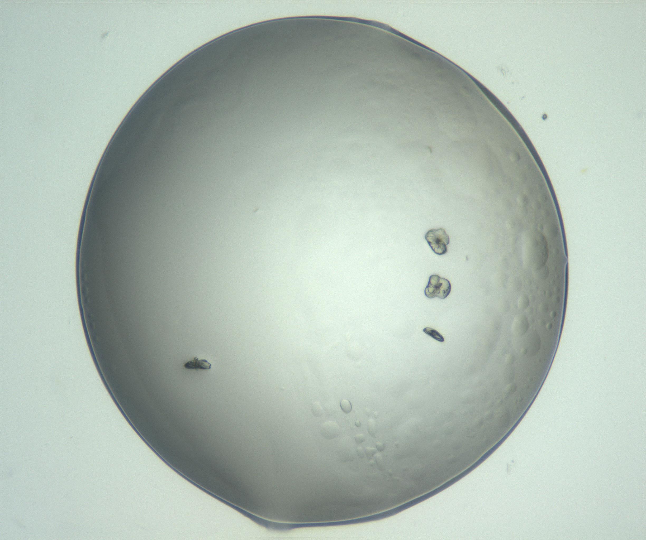 RI01_03_000_0212_Proj1_Clon1_MC_0000MC103060_005_161201_10_03_02_00_99_002_001_RAI.jpg