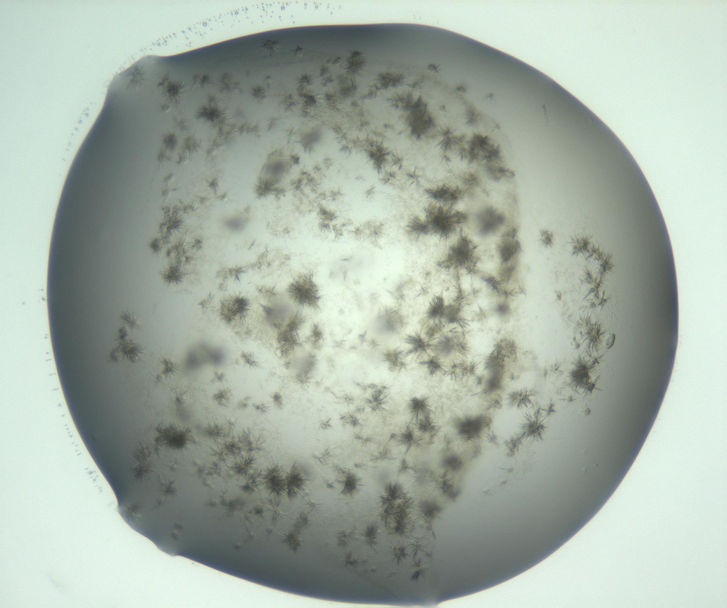 RI01_03_000_0212_Proj1_Clon1_MC_0000MC103060_005_161201_10_04_01_00_99_002_001_RAI.jpg