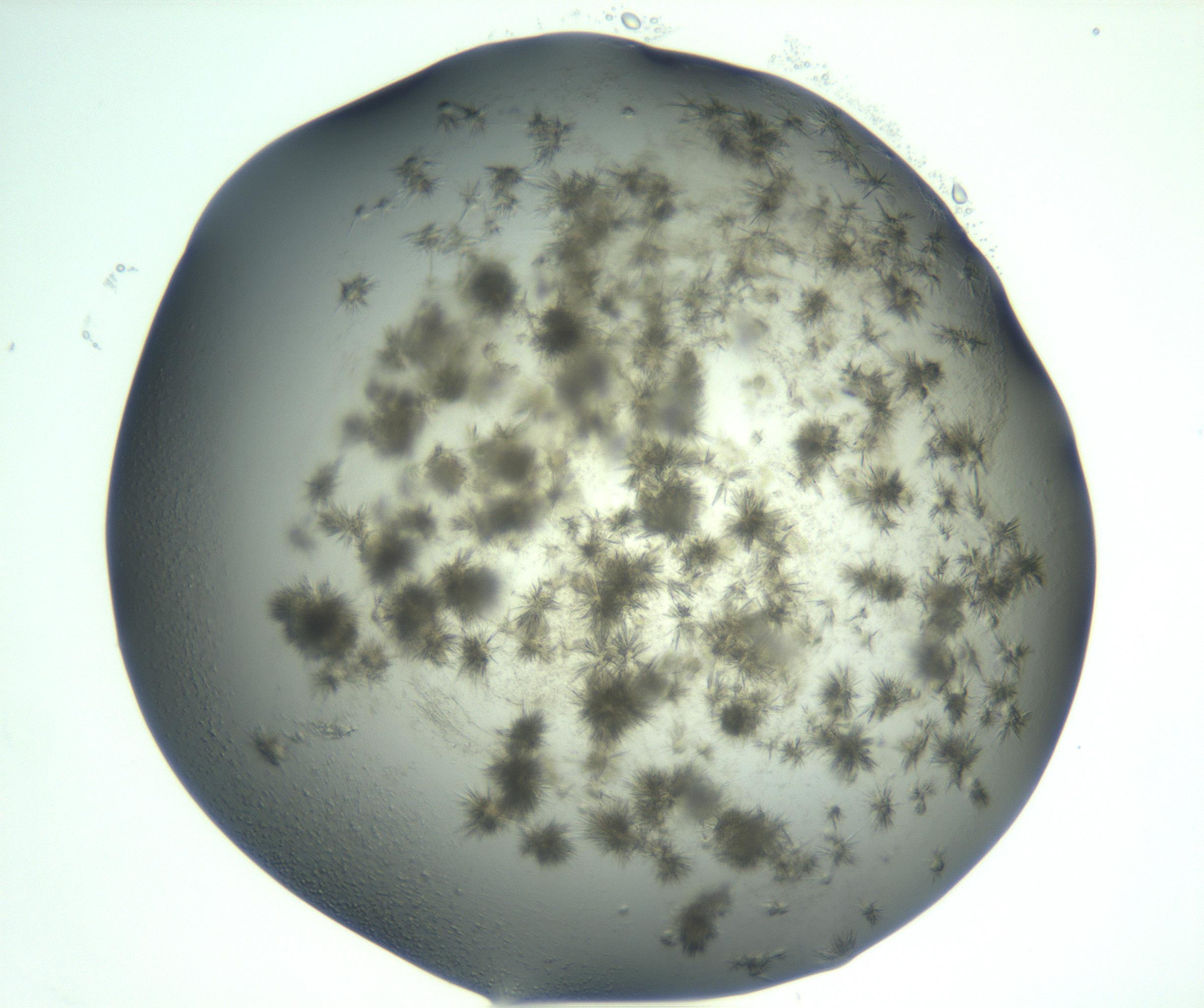 RI01_03_000_0212_Proj1_Clon1_MC_0000MC103060_005_161201_10_04_02_00_99_002_001_RAI.jpg