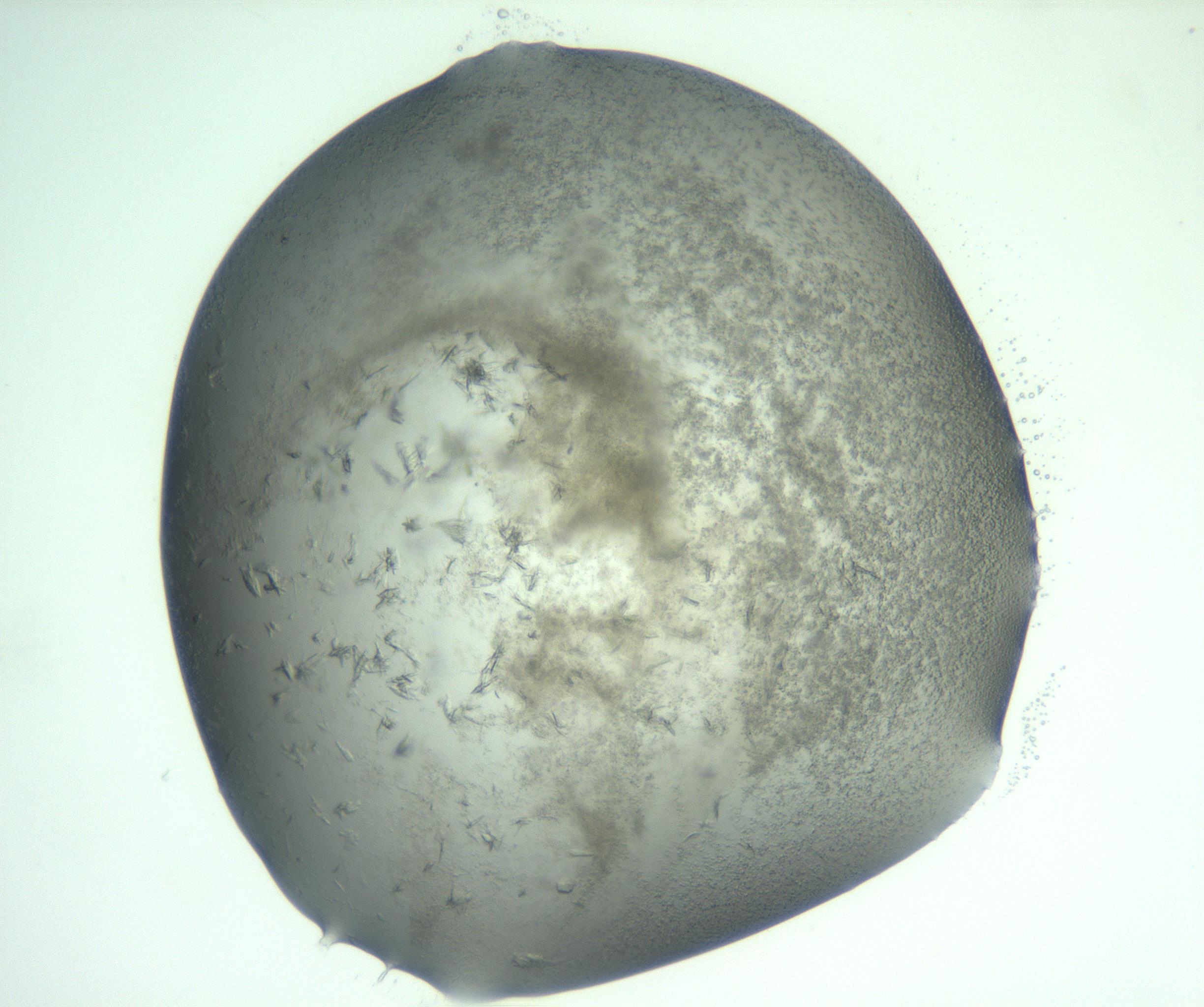 RI01_03_000_0212_Proj1_Clon1_MC_0000MC103060_005_161201_11_01_01_00_99_002_001_RAI.jpg