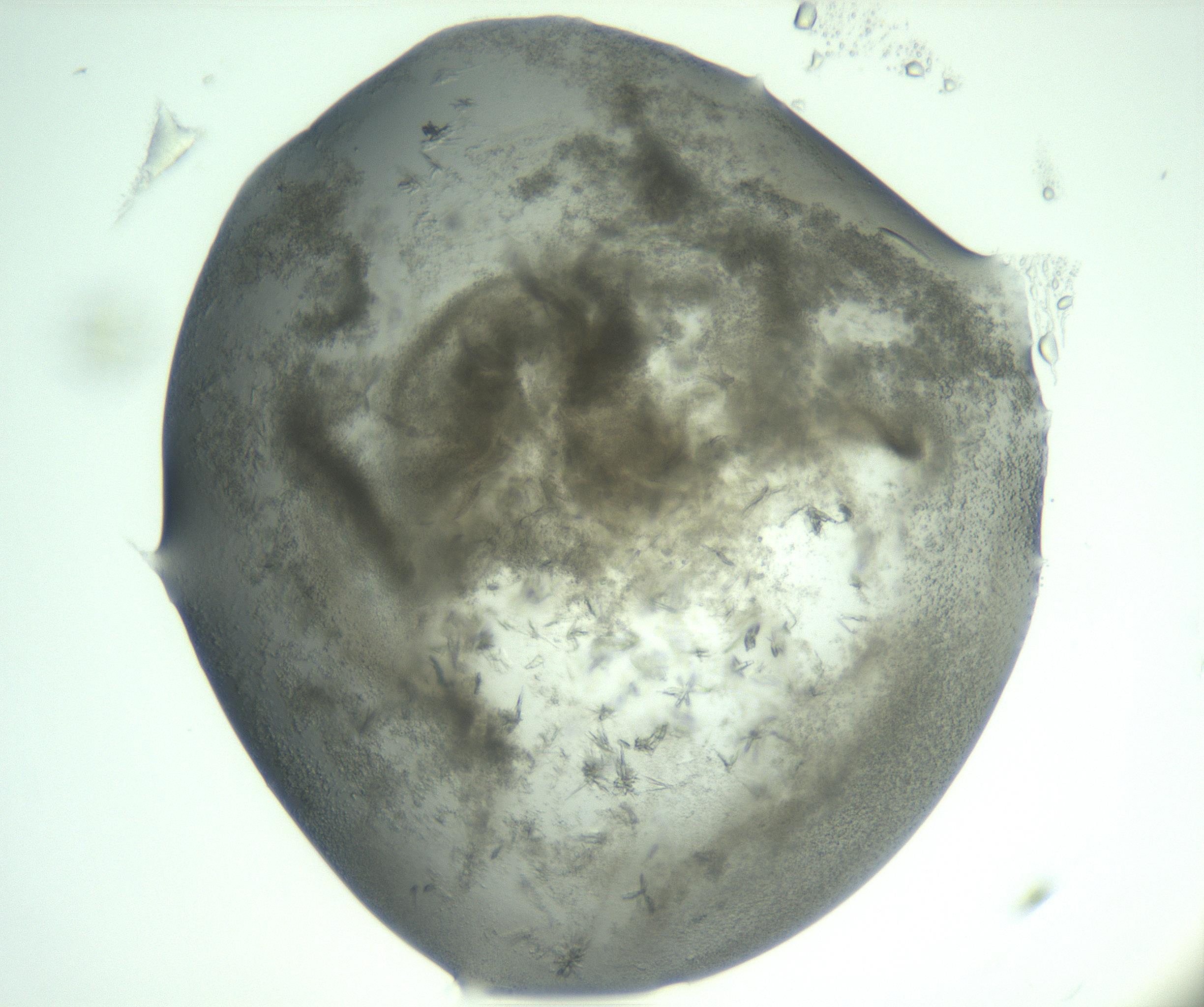 RI01_03_000_0212_Proj1_Clon1_MC_0000MC103060_005_161201_11_01_02_00_99_002_001_RAI.jpg