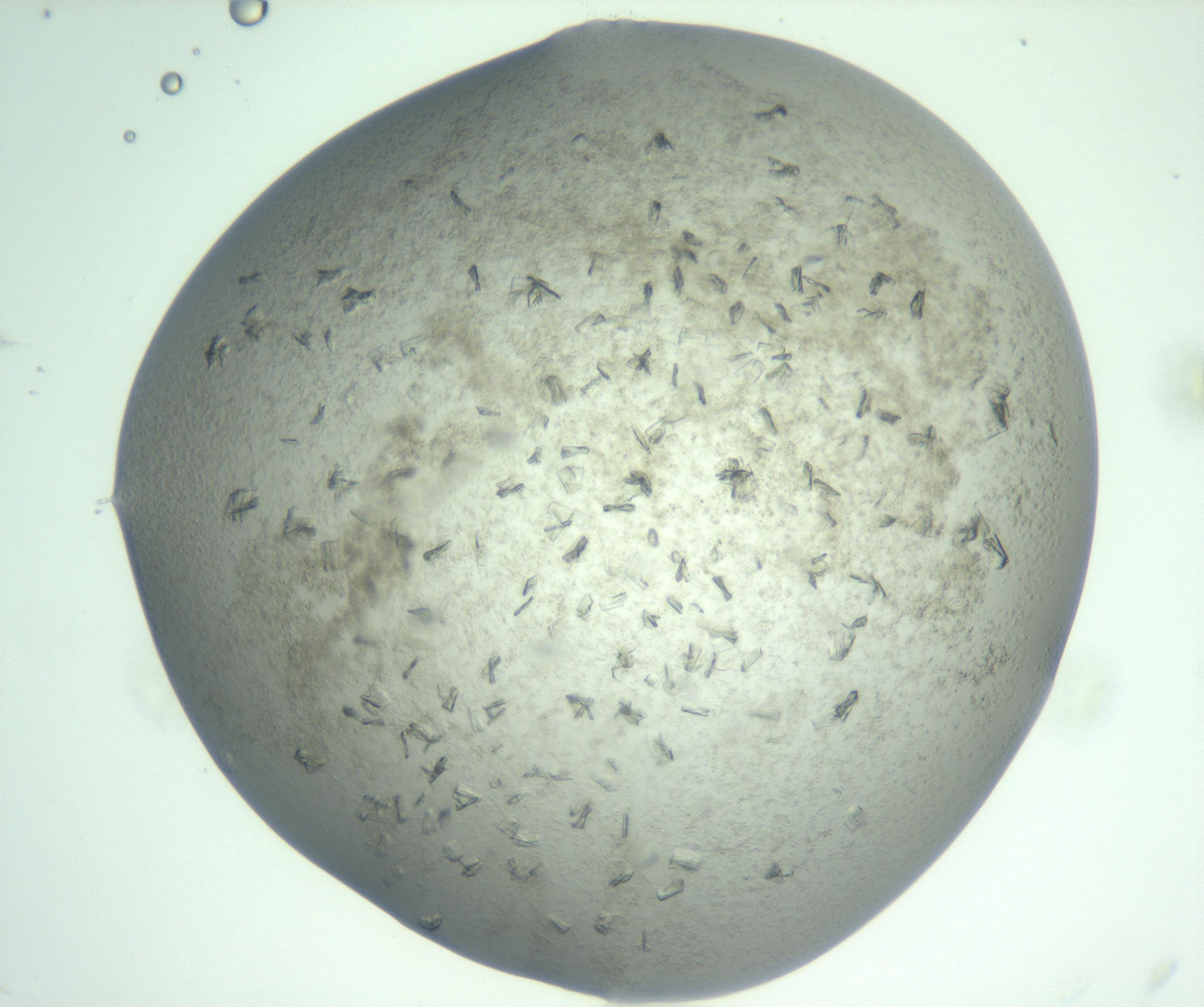 RI01_03_000_0212_Proj1_Clon1_MC_0000MC103060_005_161201_11_03_01_00_99_002_001_RAI.jpg