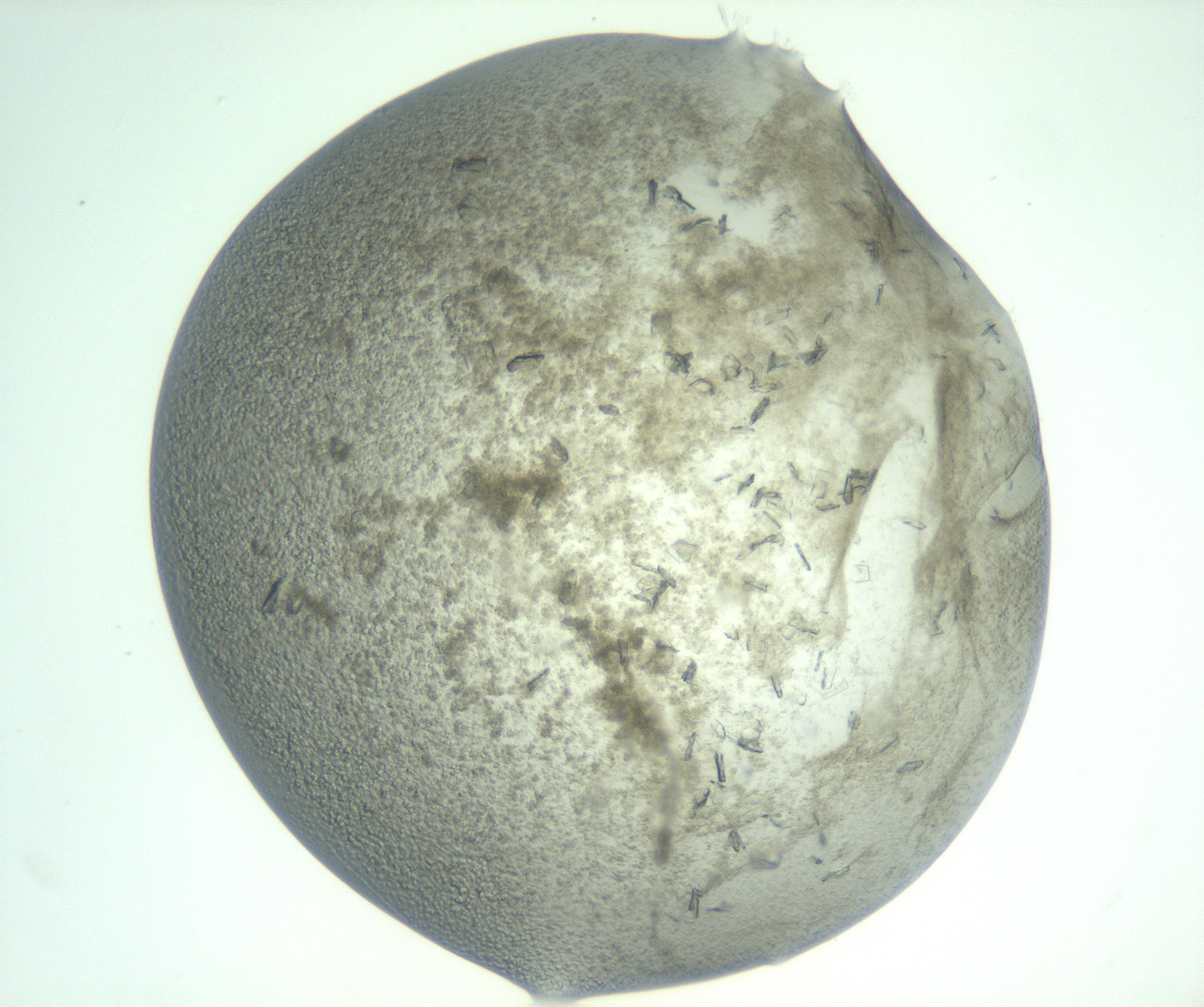 RI01_03_000_0212_Proj1_Clon1_MC_0000MC103060_005_161201_11_03_02_00_99_002_001_RAI.jpg