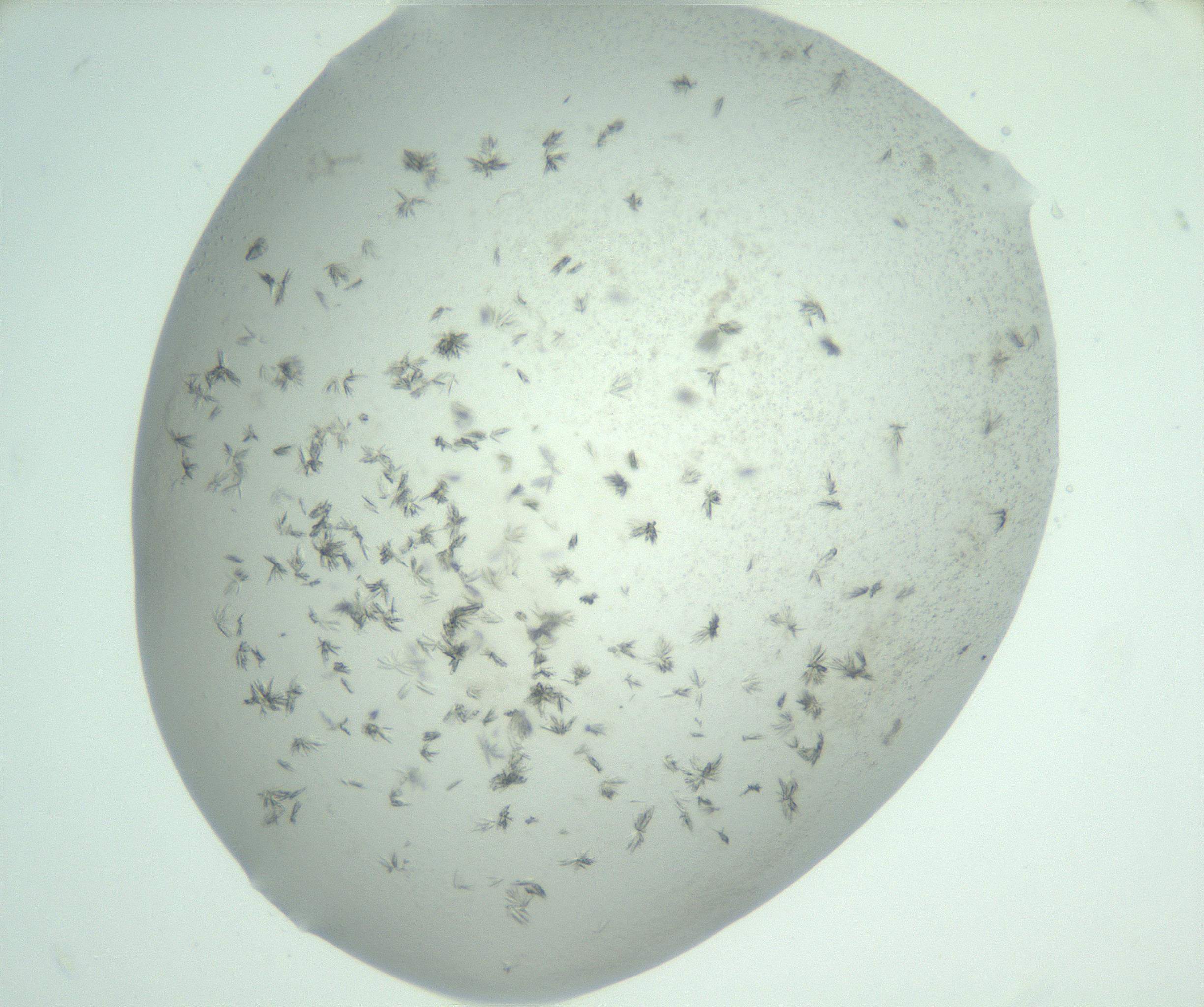 RI01_03_000_0212_Proj1_Clon1_MC_0000MC103060_005_161201_11_08_01_00_99_002_001_RAI.jpg