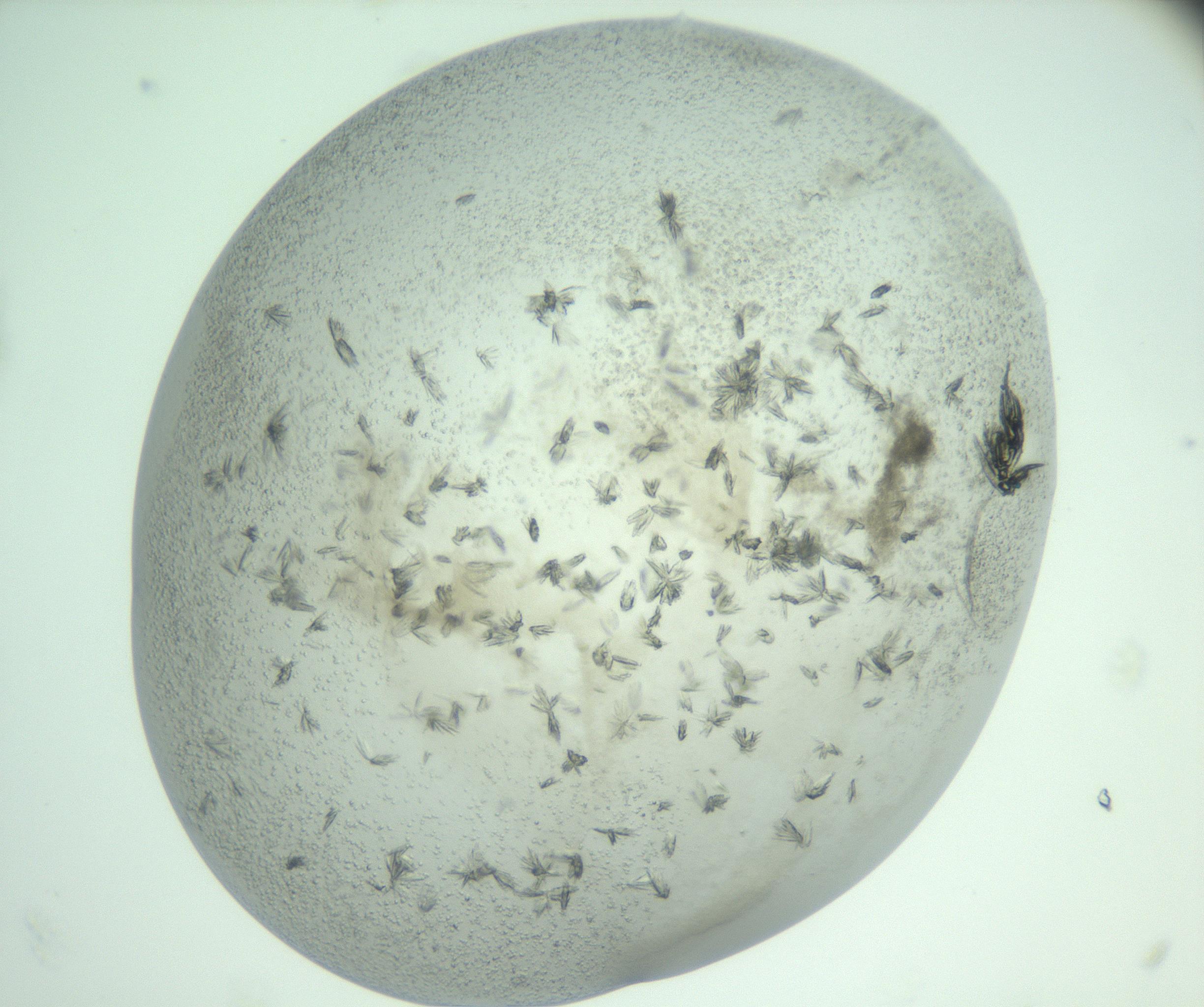 RI01_03_000_0212_Proj1_Clon1_MC_0000MC103060_005_161201_11_08_02_00_99_002_001_RAI.jpg