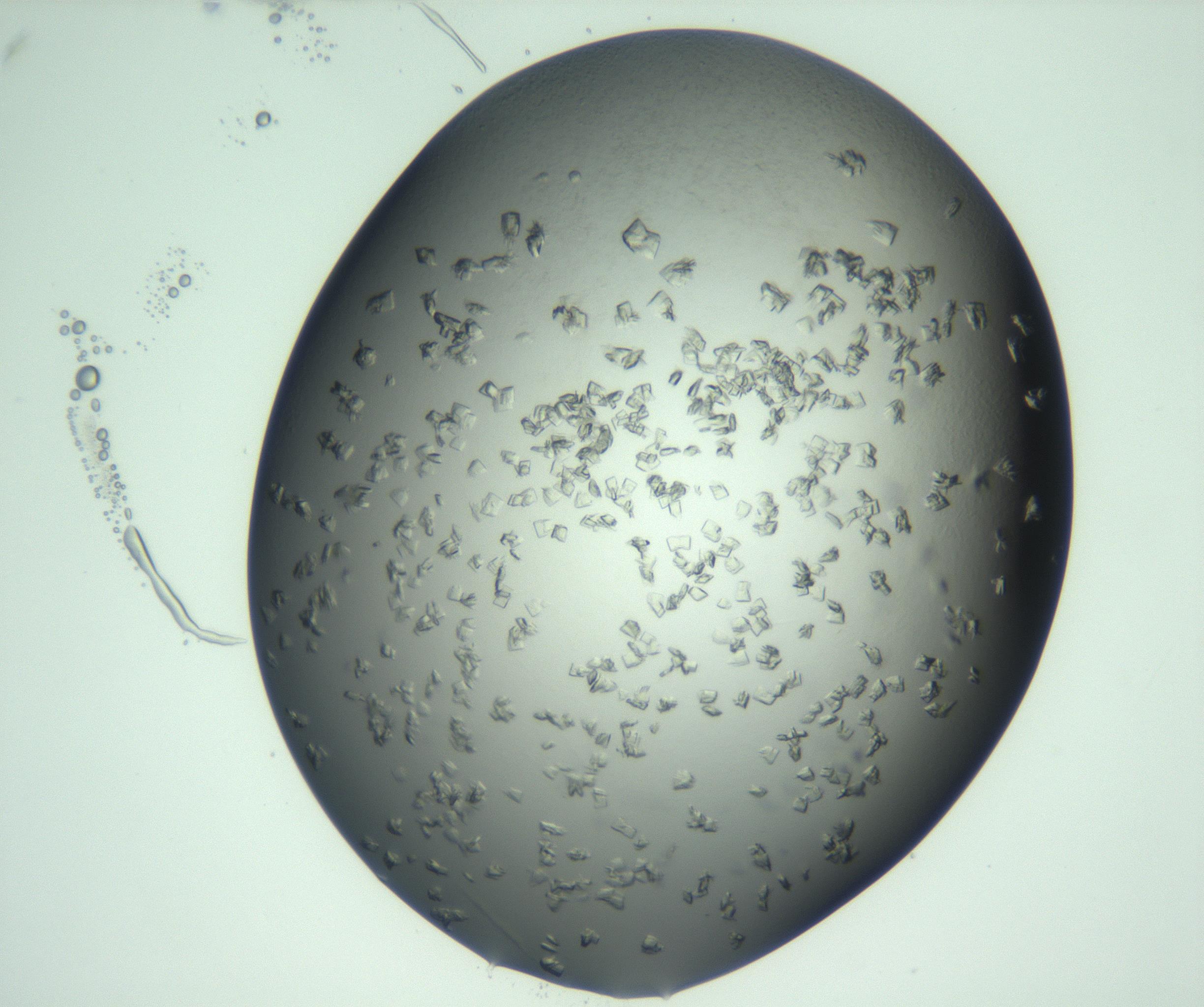 RI01_03_000_0212_Proj1_Clon1_MC_0000MC103060_005_161201_12_06_01_00_99_002_001_RAI.jpg