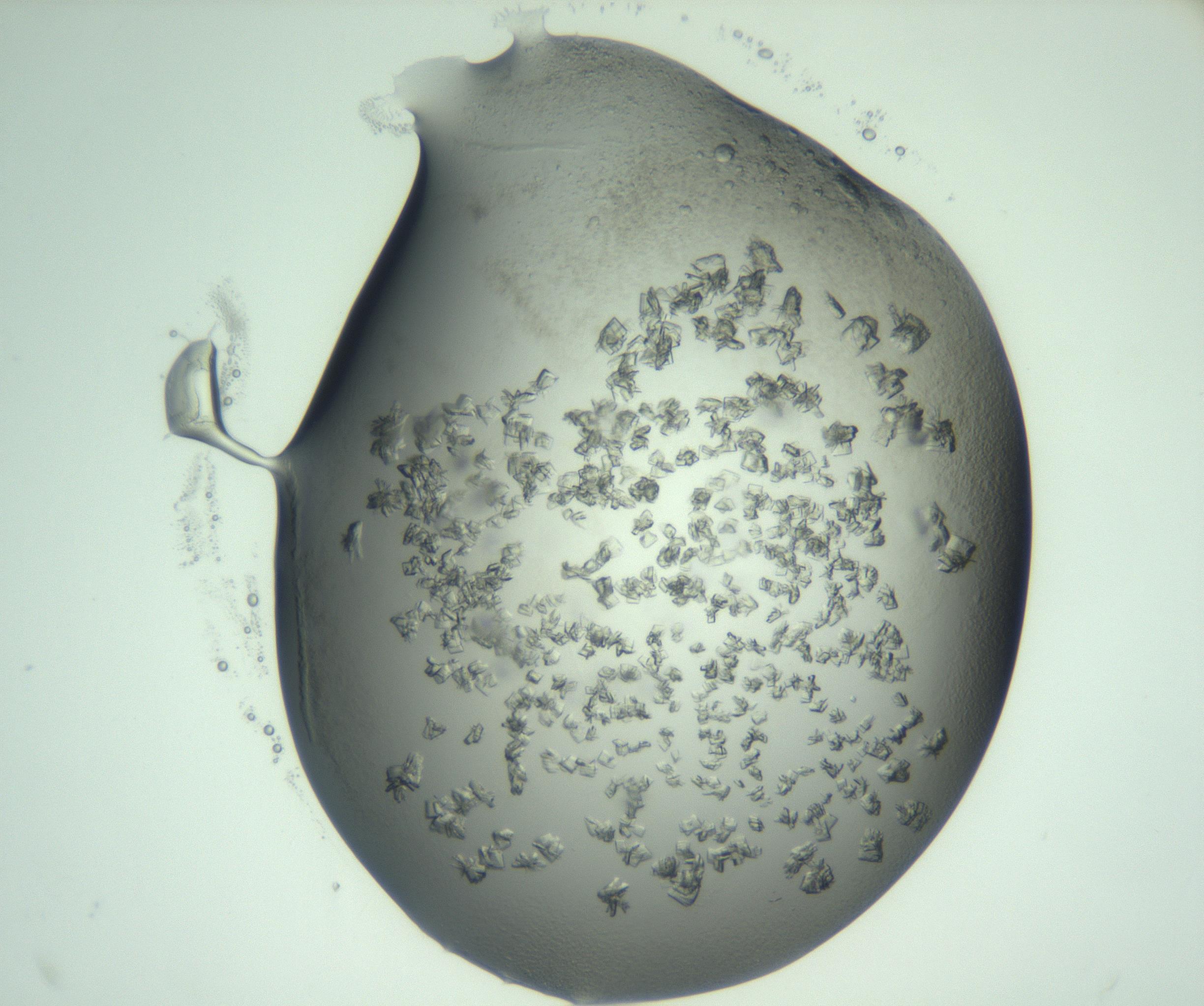 RI01_03_000_0212_Proj1_Clon1_MC_0000MC103060_005_161201_12_06_02_00_99_002_001_RAI.jpg