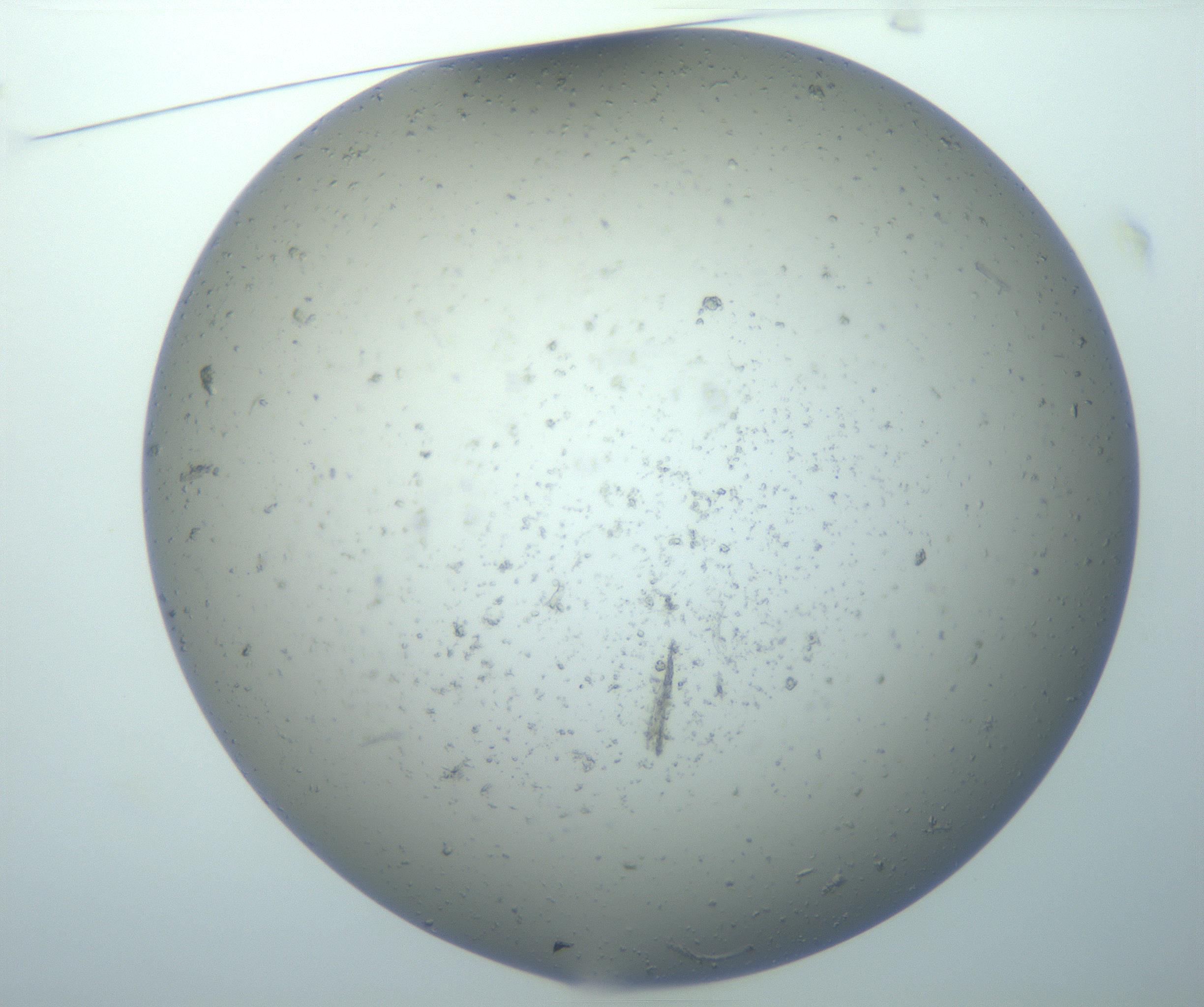 RI01_03_000_0212_Proj1_Clon1_MC_0000MC103070_004_161130_01_01_01_00_99_002_001_RAI.jpg