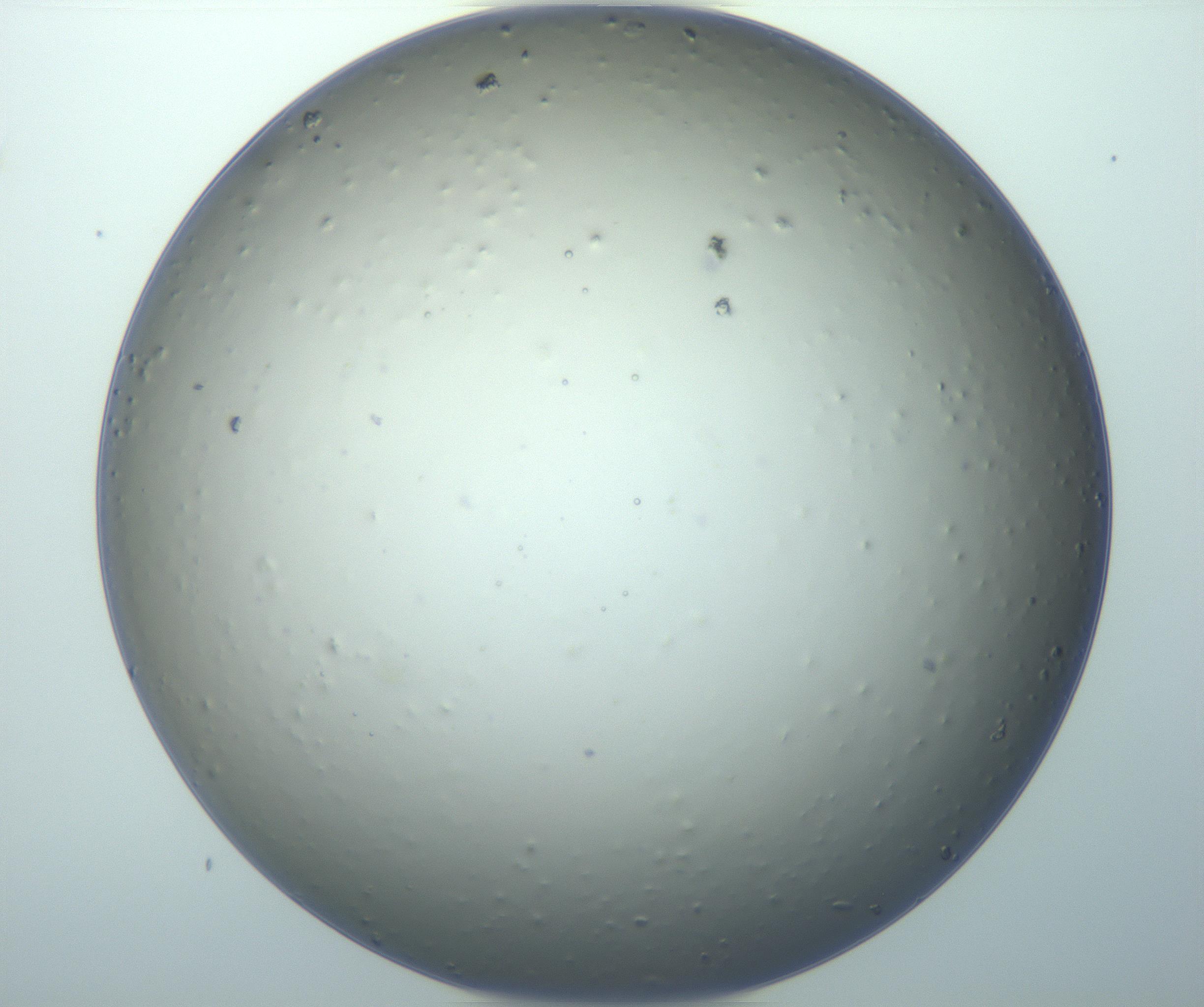RI01_03_000_0212_Proj1_Clon1_MC_0000MC103070_004_161130_09_06_01_00_99_002_001_RAI.jpg
