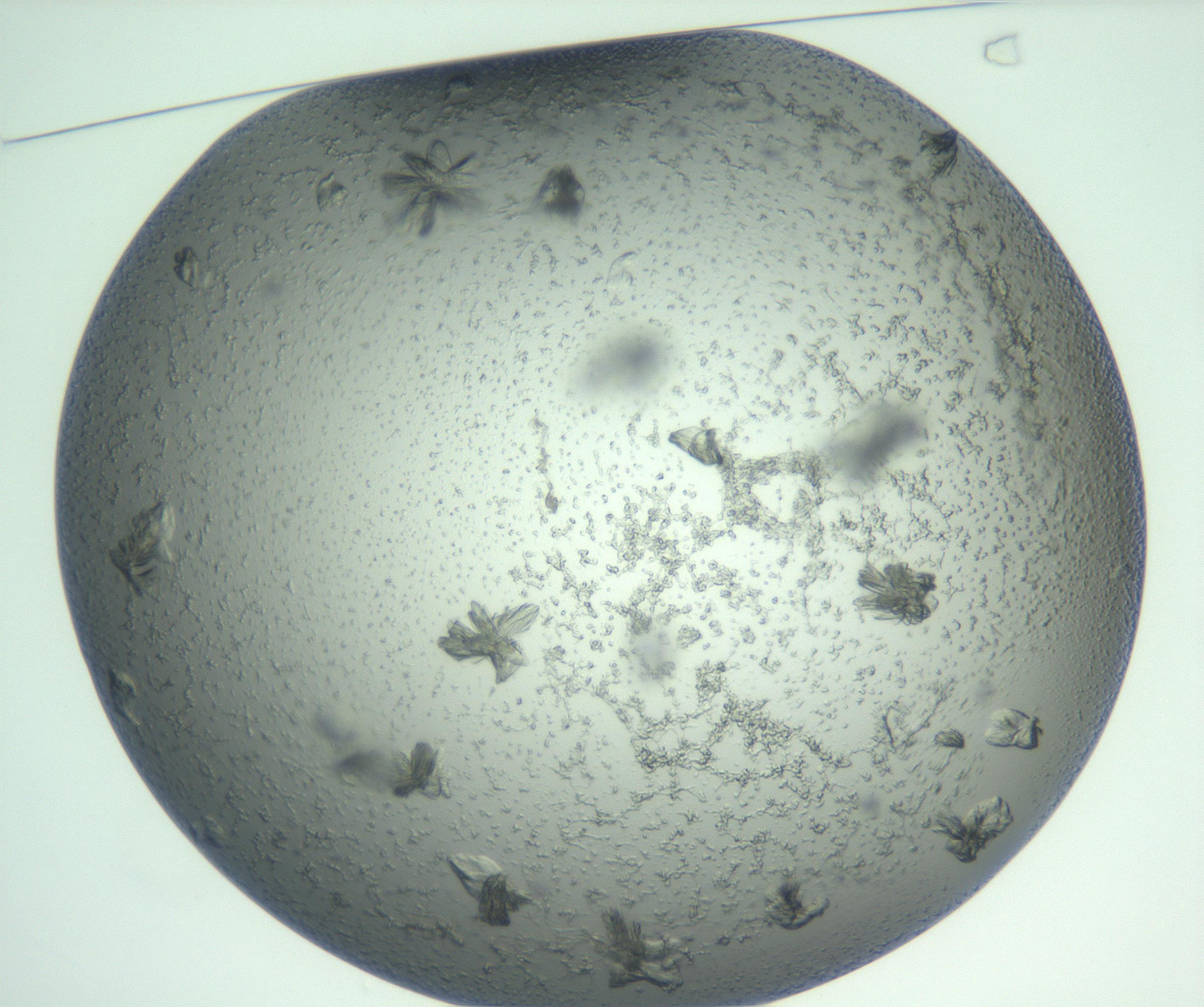 RI01_03_000_0212_Proj1_Clon1_MC_0000MC103074_002_161127_01_01_01_00_99_002_001_RAI.jpg
