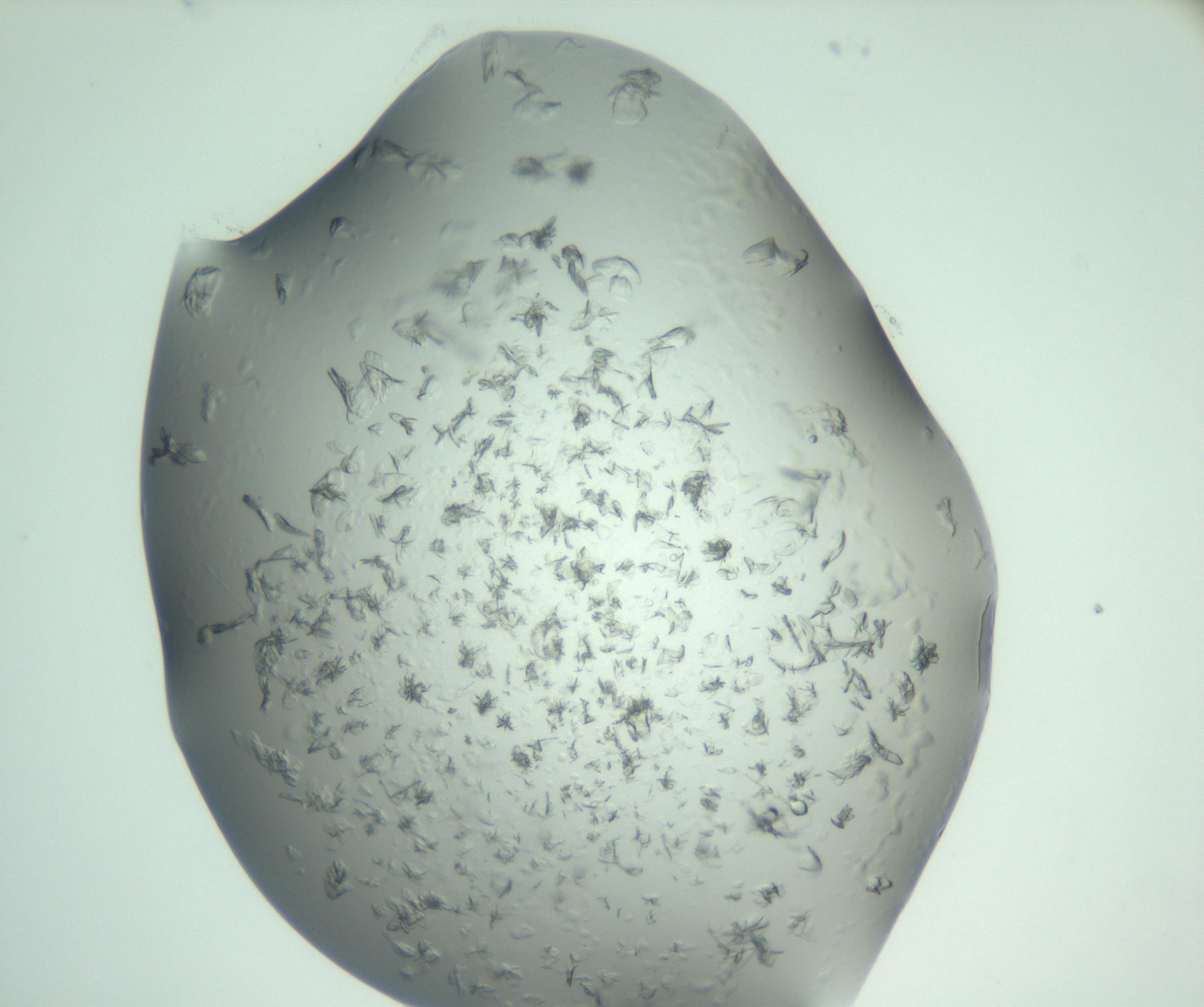 RI01_03_000_0212_Proj1_Clon1_MC_0000MC103074_002_161127_01_01_02_00_99_002_001_RAI.jpg