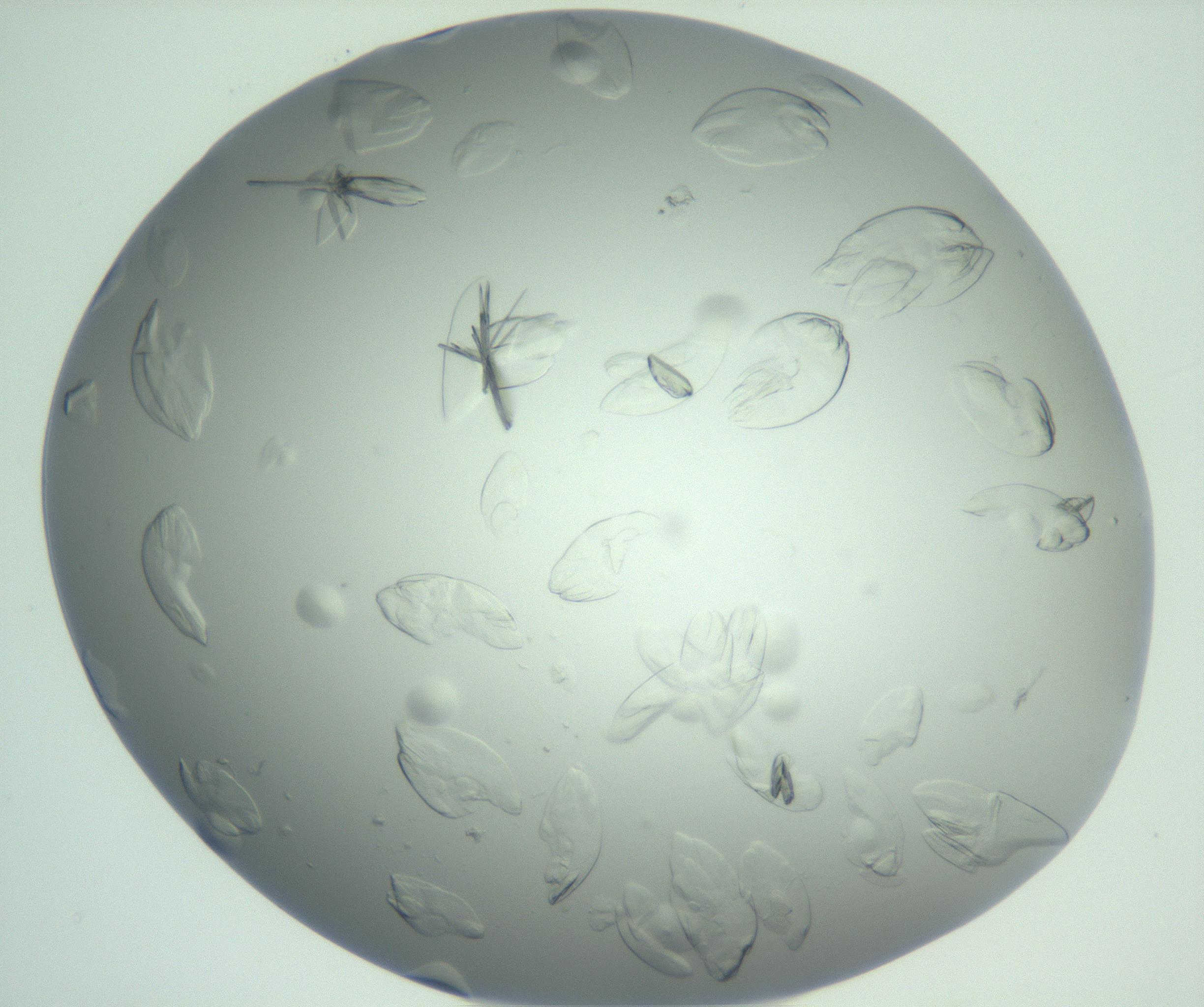RI01_03_000_0212_Proj1_Clon1_MC_0000MC103074_002_161127_01_02_01_00_99_002_001_RAI.jpg