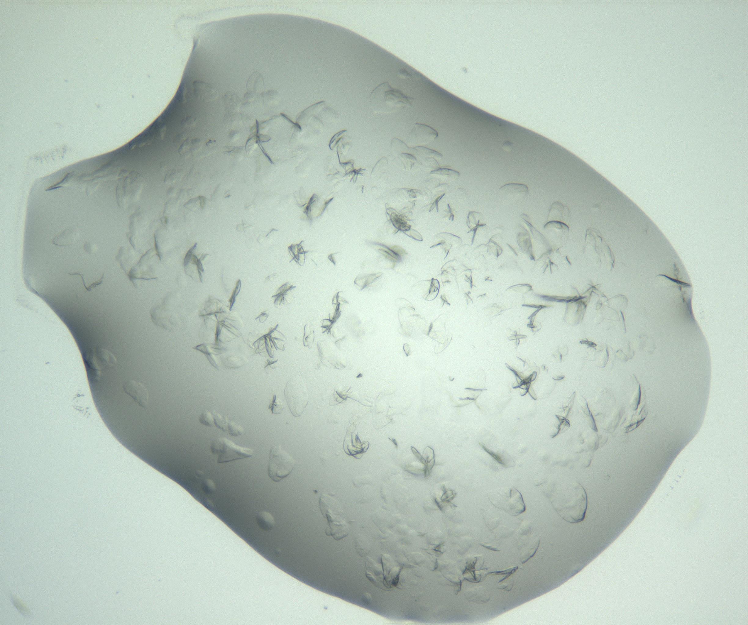 RI01_03_000_0212_Proj1_Clon1_MC_0000MC103074_002_161127_01_02_02_00_99_002_001_RAI.jpg