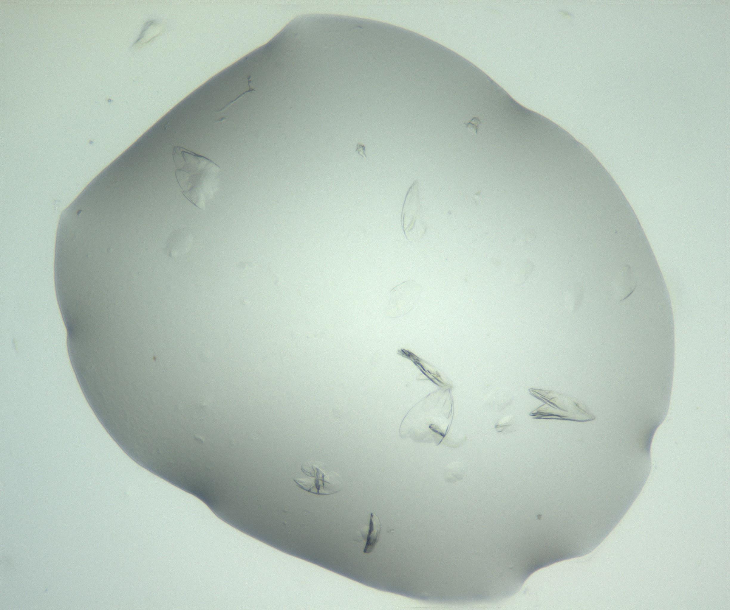 RI01_03_000_0212_Proj1_Clon1_MC_0000MC103074_002_161127_01_03_02_00_99_002_001_RAI.jpg