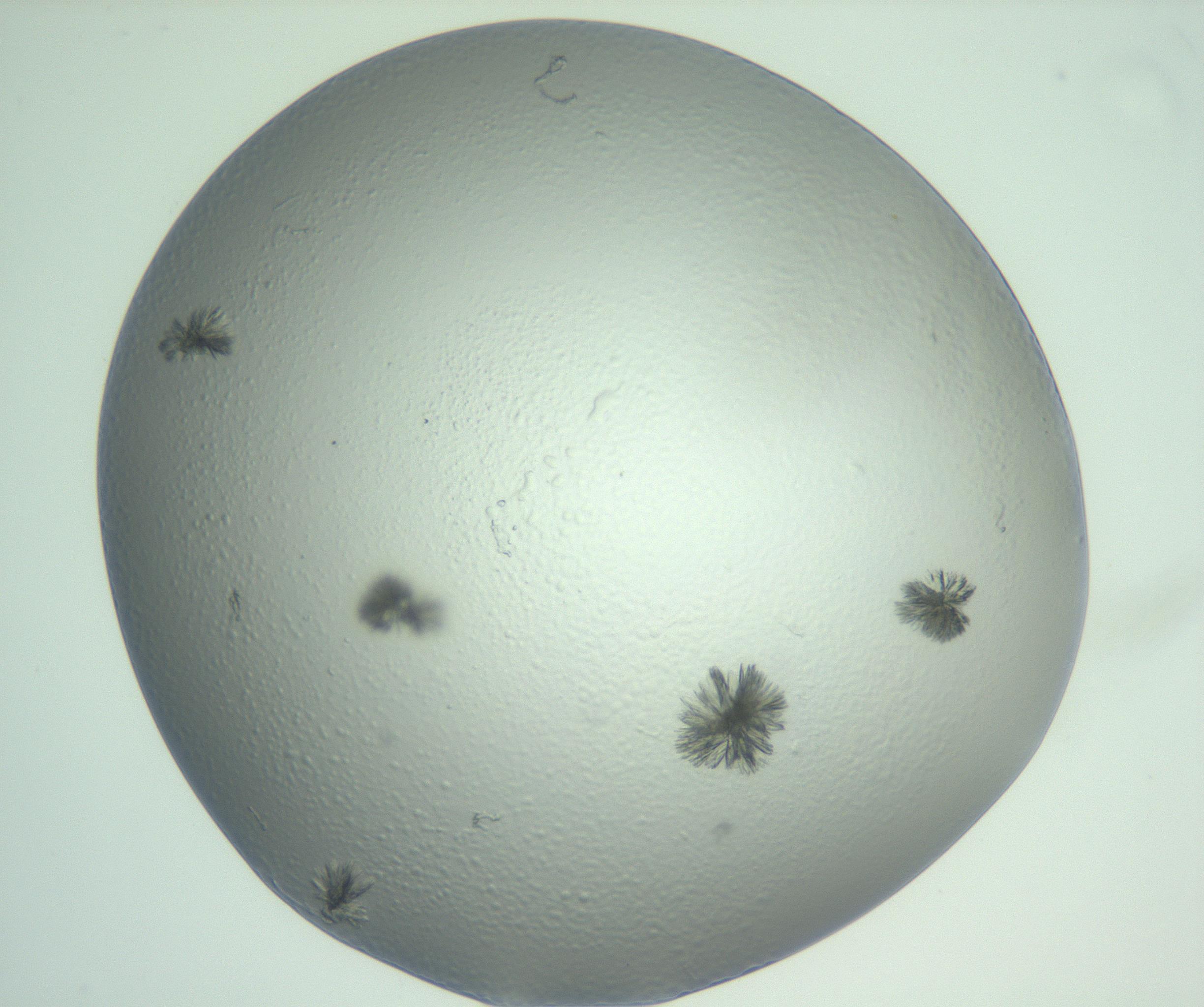 RI01_03_000_0212_Proj1_Clon1_MC_0000MC103074_002_161127_01_04_01_00_99_002_001_RAI.jpg