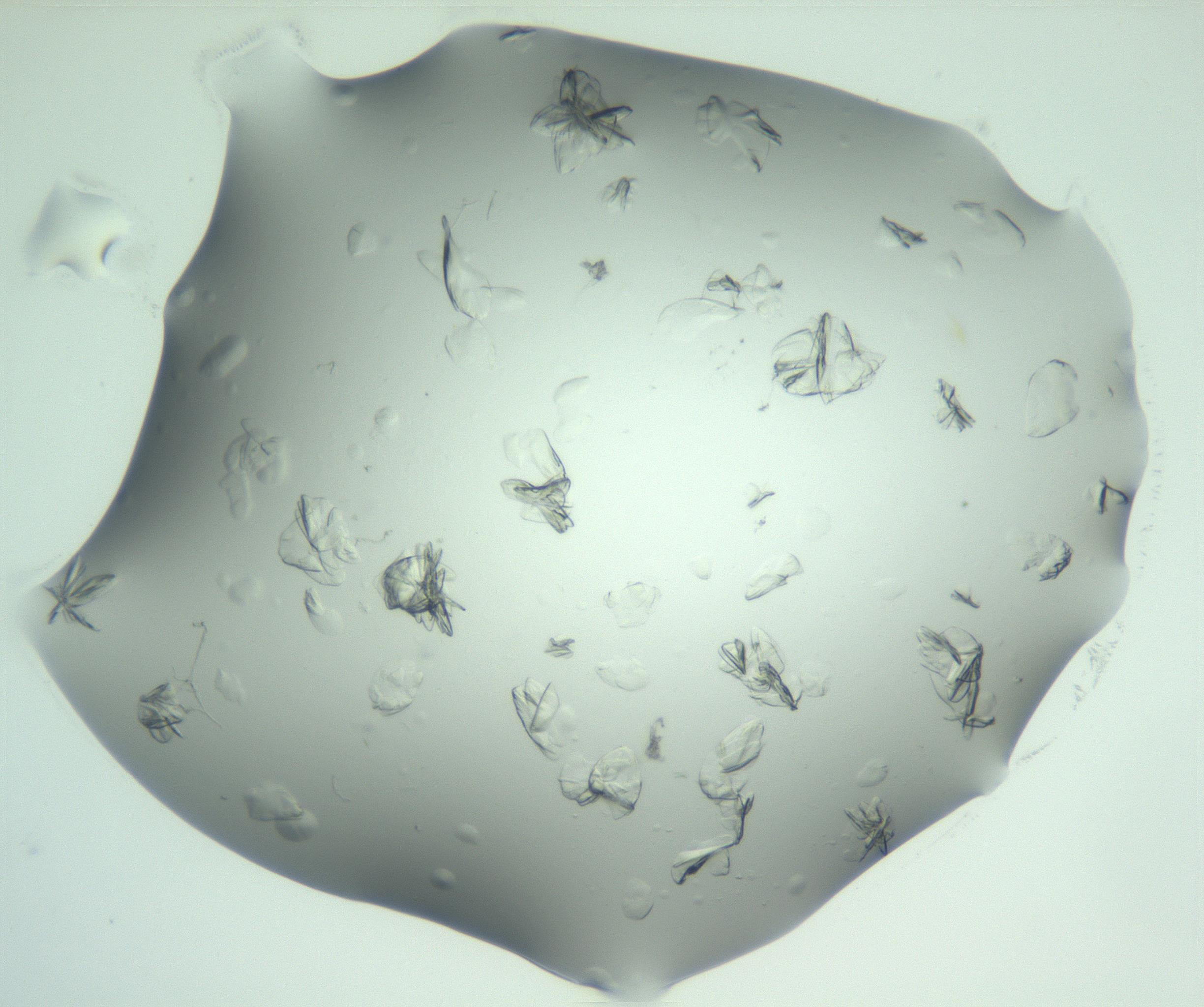 RI01_03_000_0212_Proj1_Clon1_MC_0000MC103074_002_161127_01_05_02_00_99_002_001_RAI.jpg