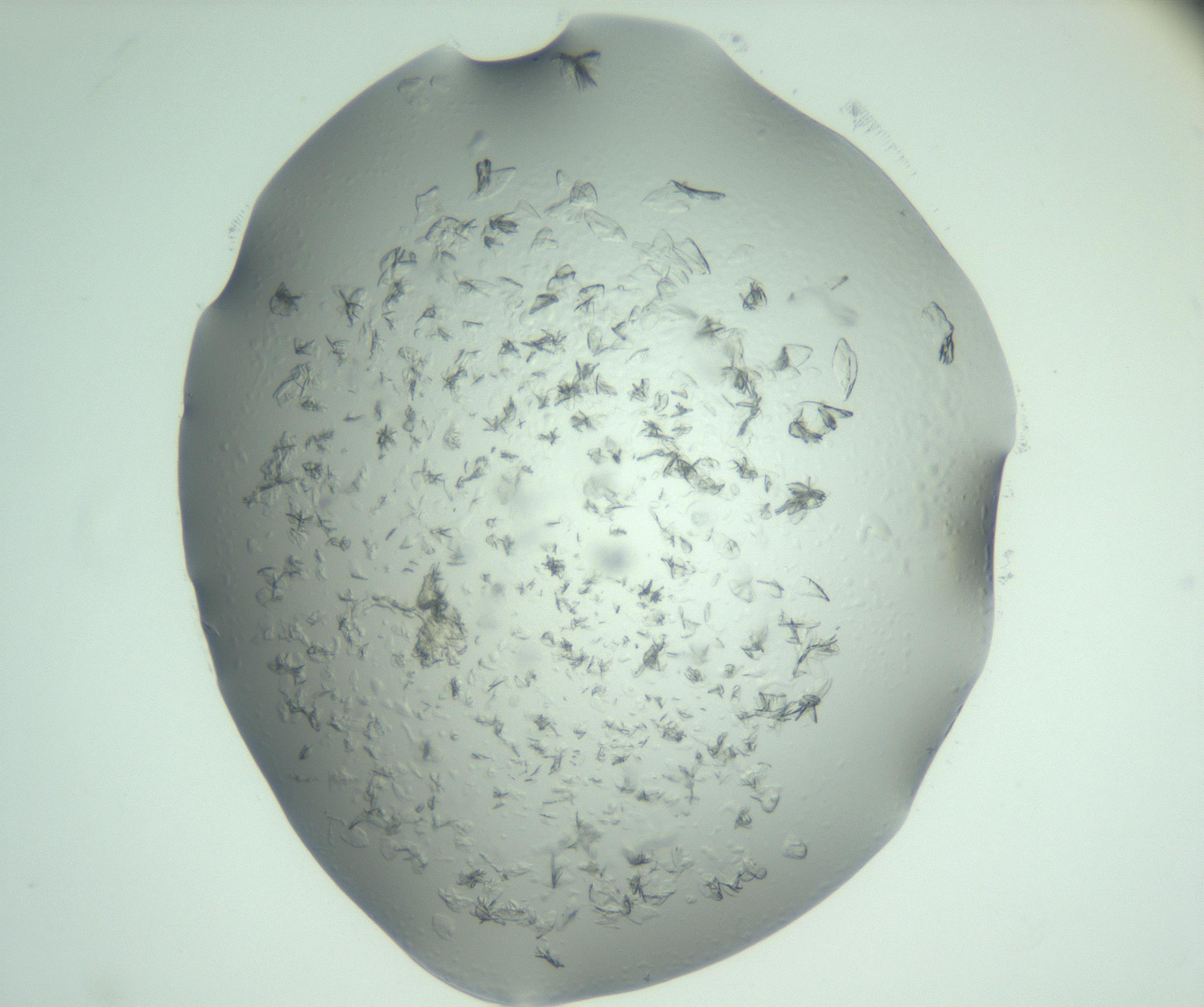 RI01_03_000_0212_Proj1_Clon1_MC_0000MC103074_002_161127_01_06_02_00_99_002_001_RAI.jpg