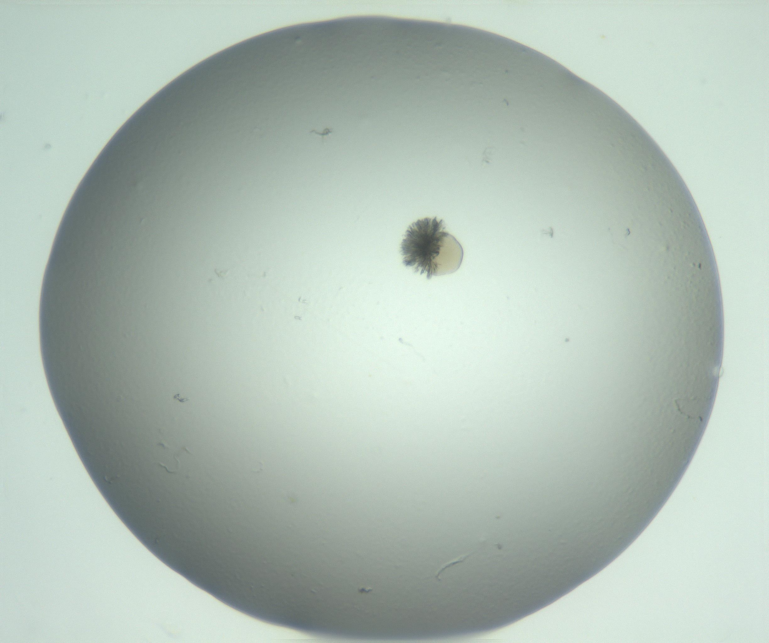 RI01_03_000_0212_Proj1_Clon1_MC_0000MC103074_002_161127_01_07_01_00_99_002_001_RAI.jpg
