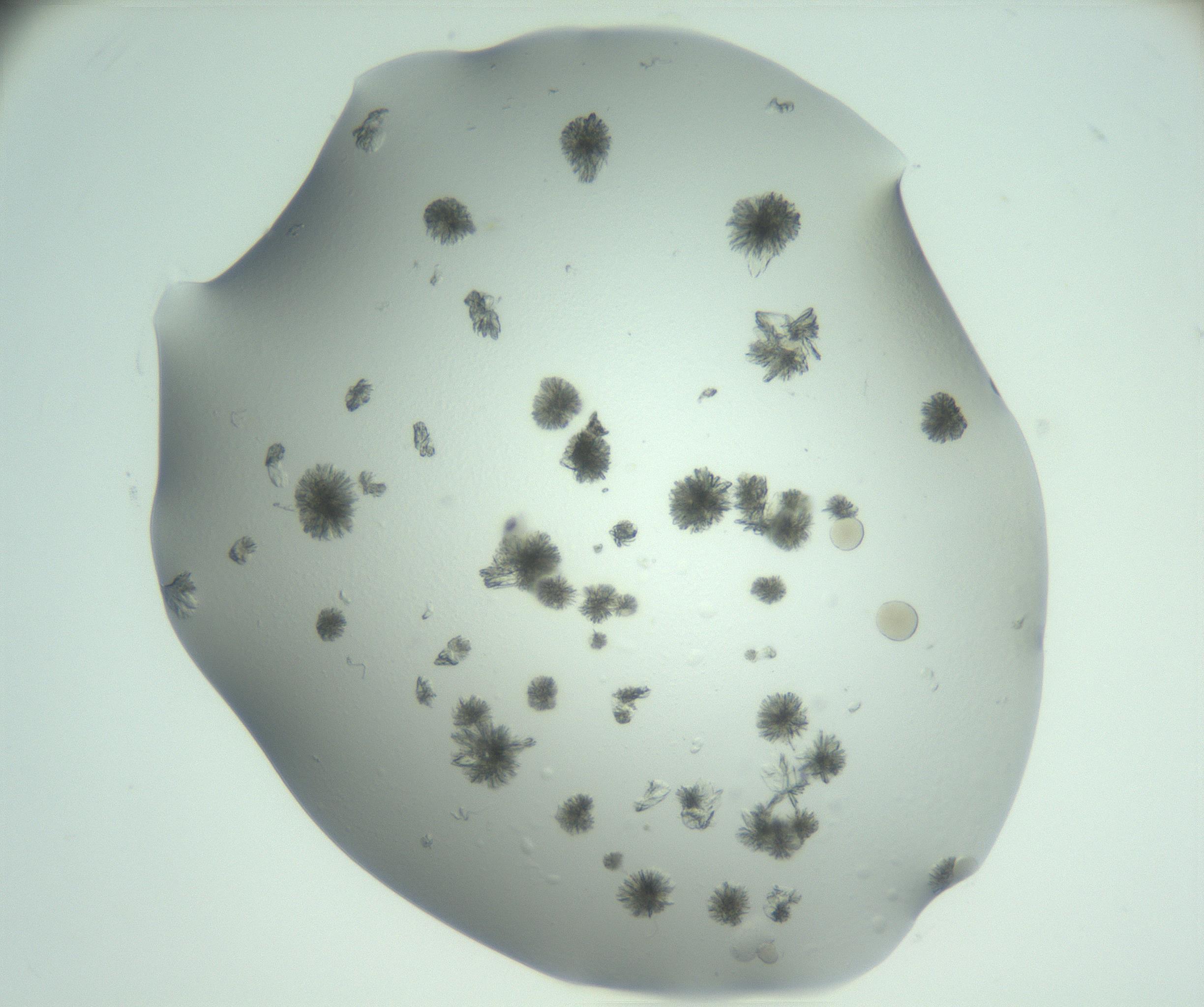 RI01_03_000_0212_Proj1_Clon1_MC_0000MC103074_002_161127_01_07_02_00_99_002_001_RAI.jpg