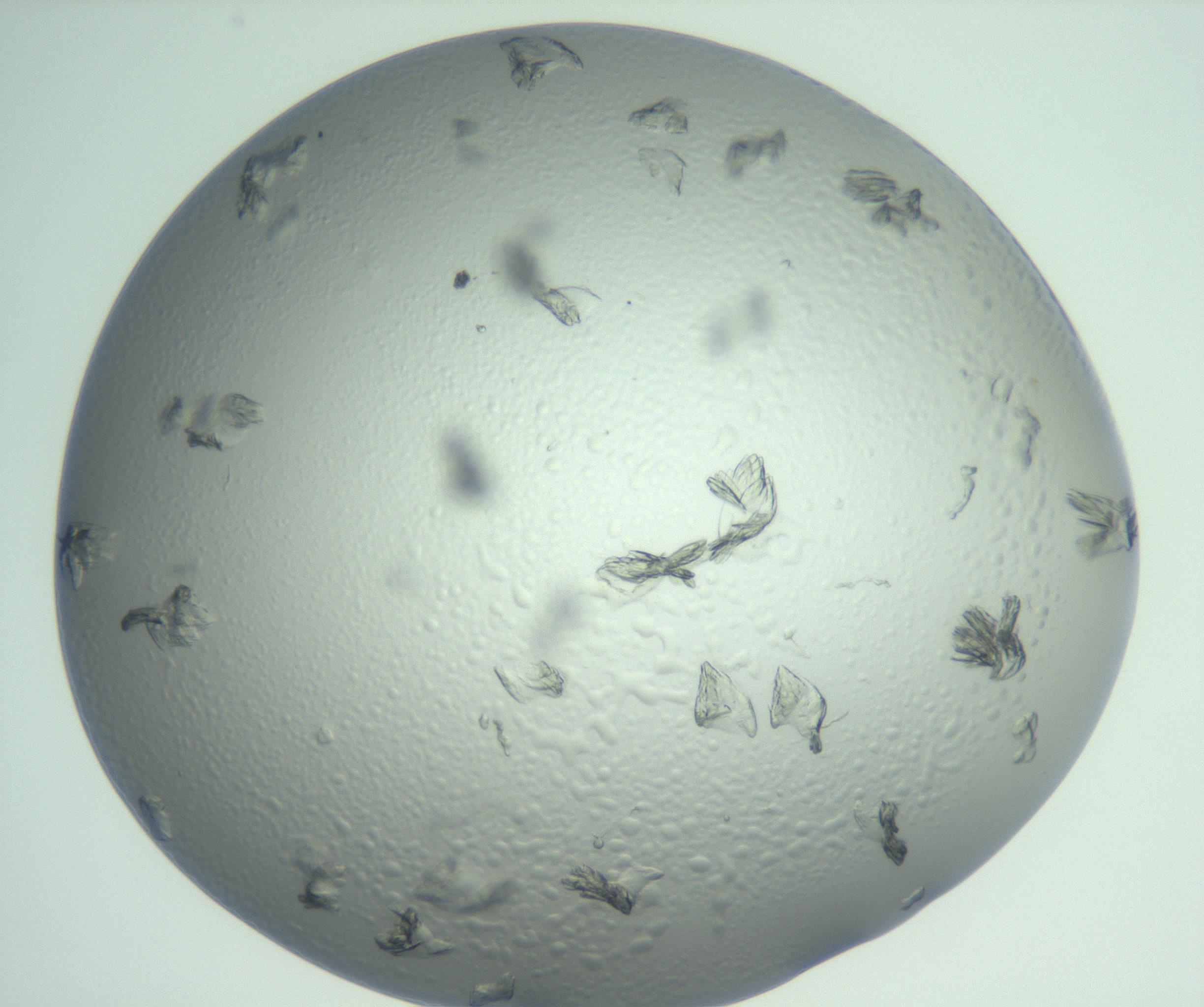 RI01_03_000_0212_Proj1_Clon1_MC_0000MC103074_002_161127_01_08_01_00_99_002_001_RAI.jpg