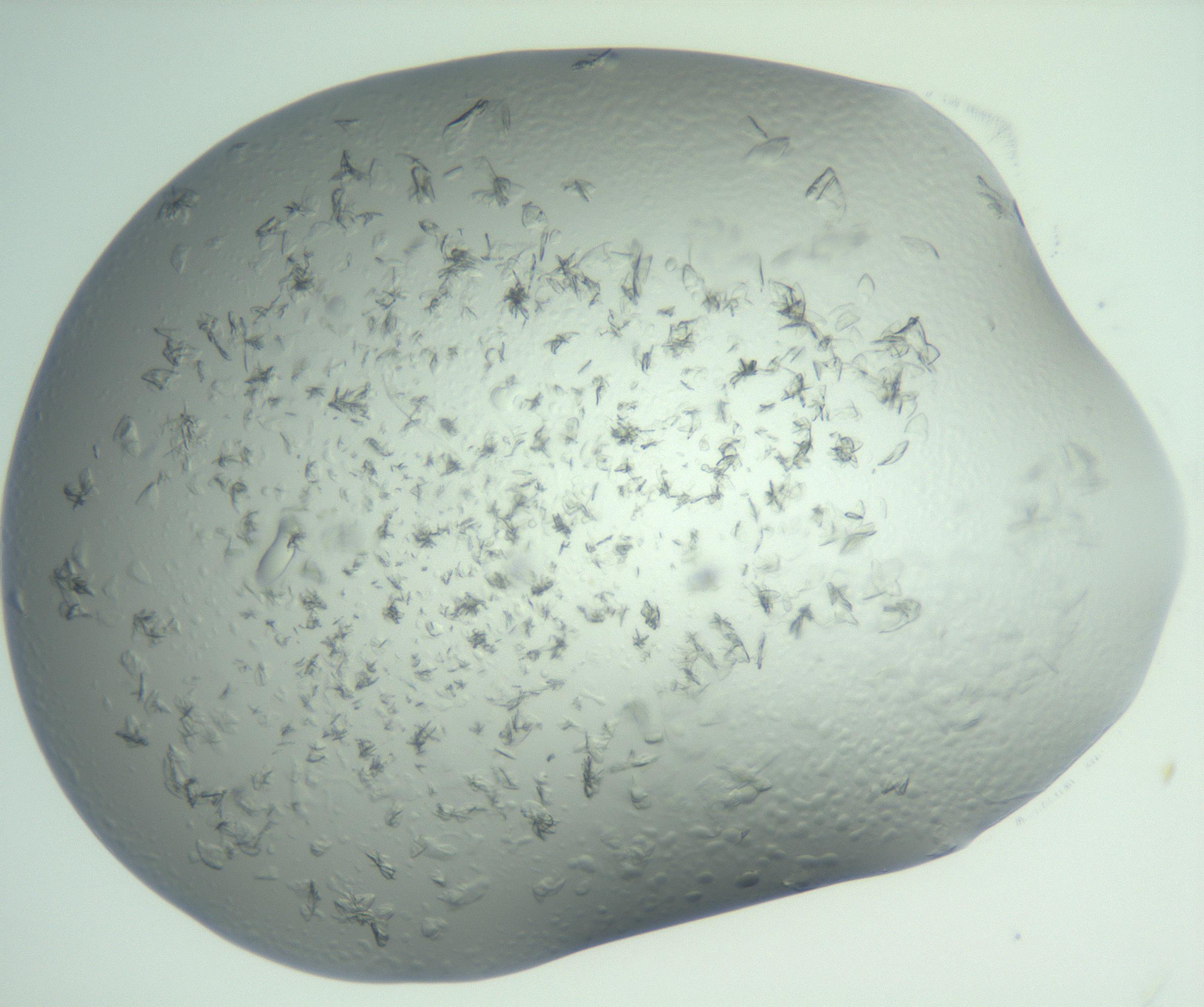 RI01_03_000_0212_Proj1_Clon1_MC_0000MC103074_002_161127_01_08_02_00_99_002_001_RAI.jpg