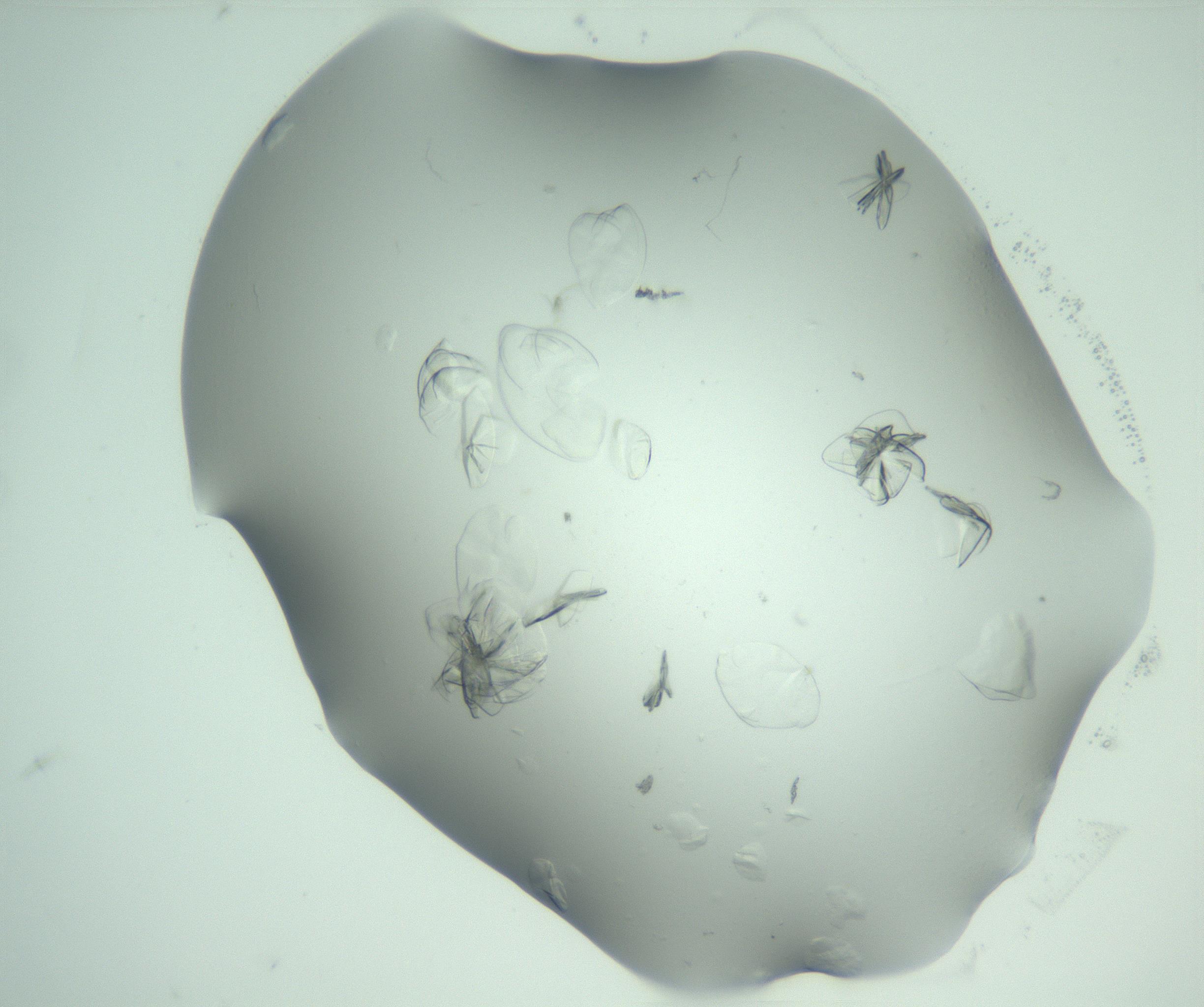 RI01_03_000_0212_Proj1_Clon1_MC_0000MC103074_002_161127_02_01_02_00_99_002_001_RAI.jpg
