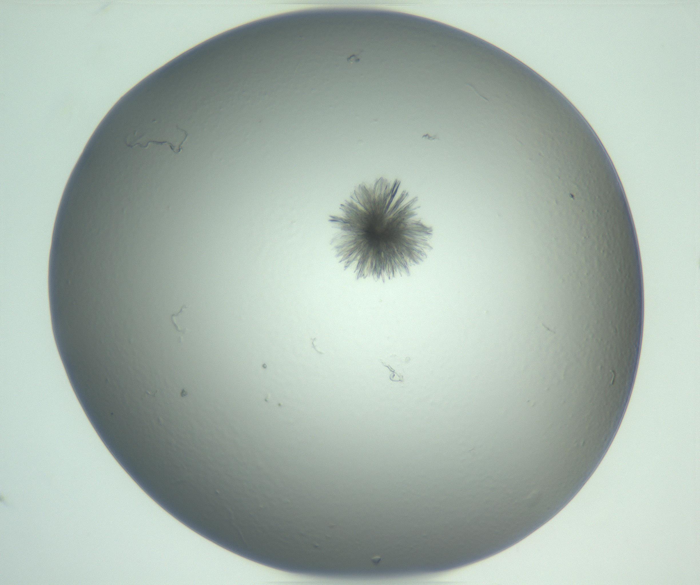 RI01_03_000_0212_Proj1_Clon1_MC_0000MC103074_002_161127_02_02_01_00_99_002_001_RAI.jpg