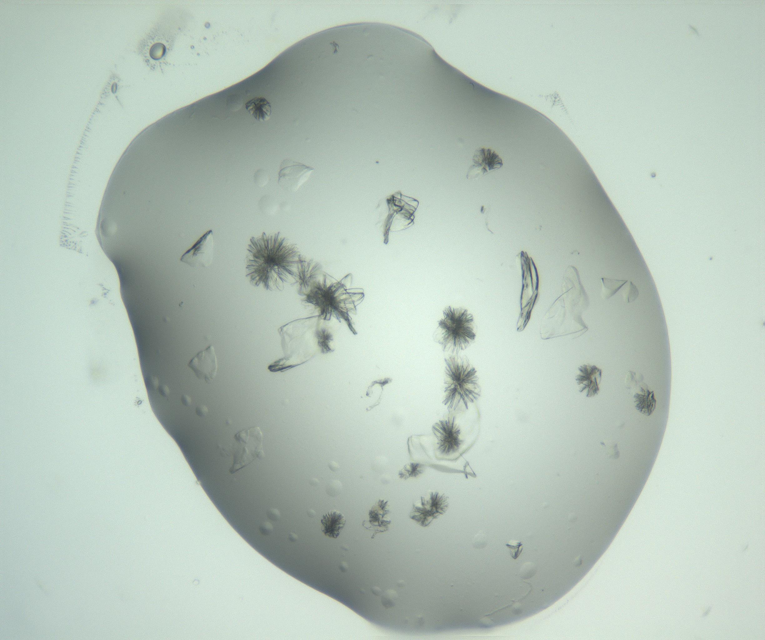 RI01_03_000_0212_Proj1_Clon1_MC_0000MC103074_002_161127_02_02_02_00_99_002_001_RAI.jpg