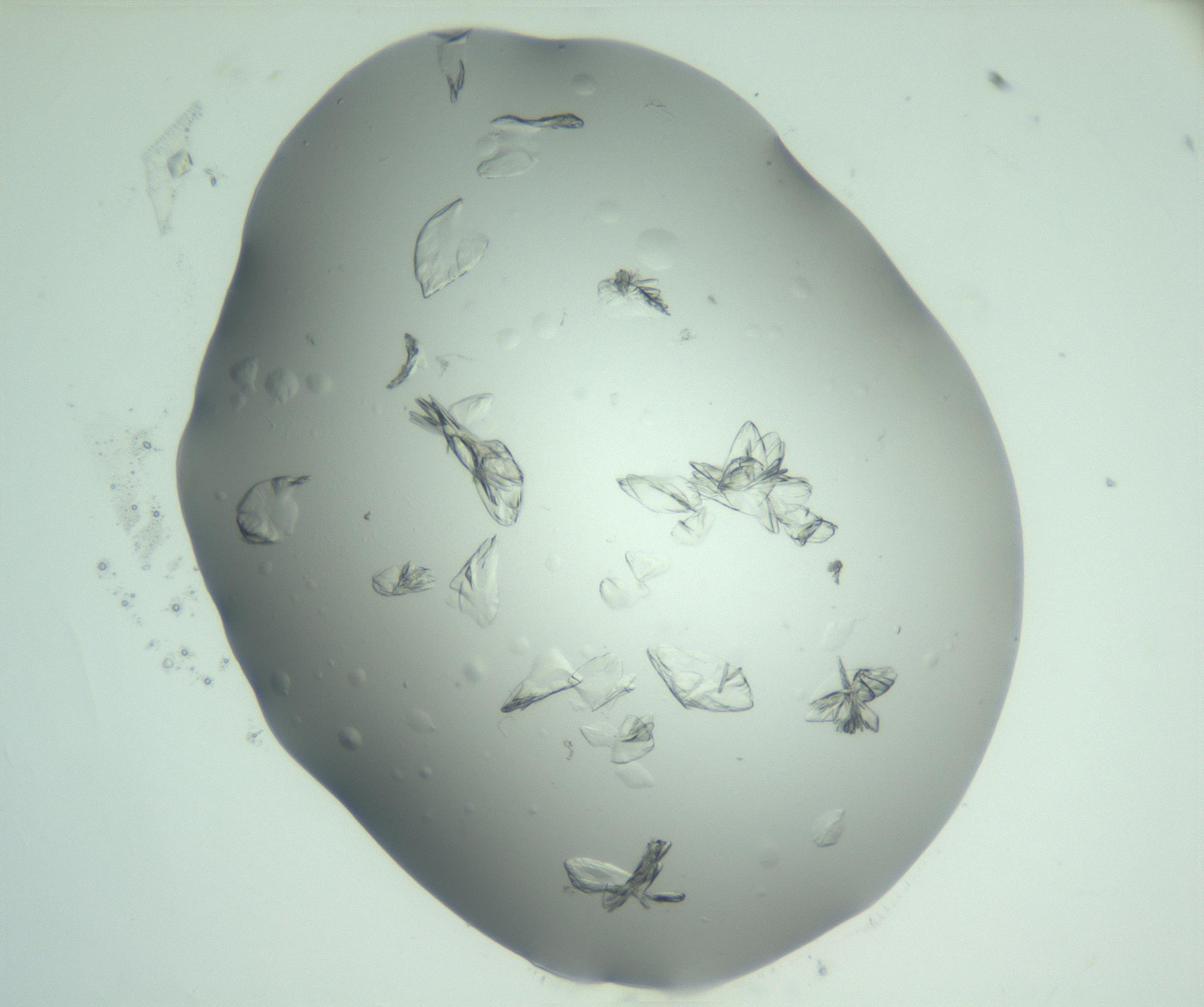 RI01_03_000_0212_Proj1_Clon1_MC_0000MC103074_002_161127_02_03_02_00_99_002_001_RAI.jpg