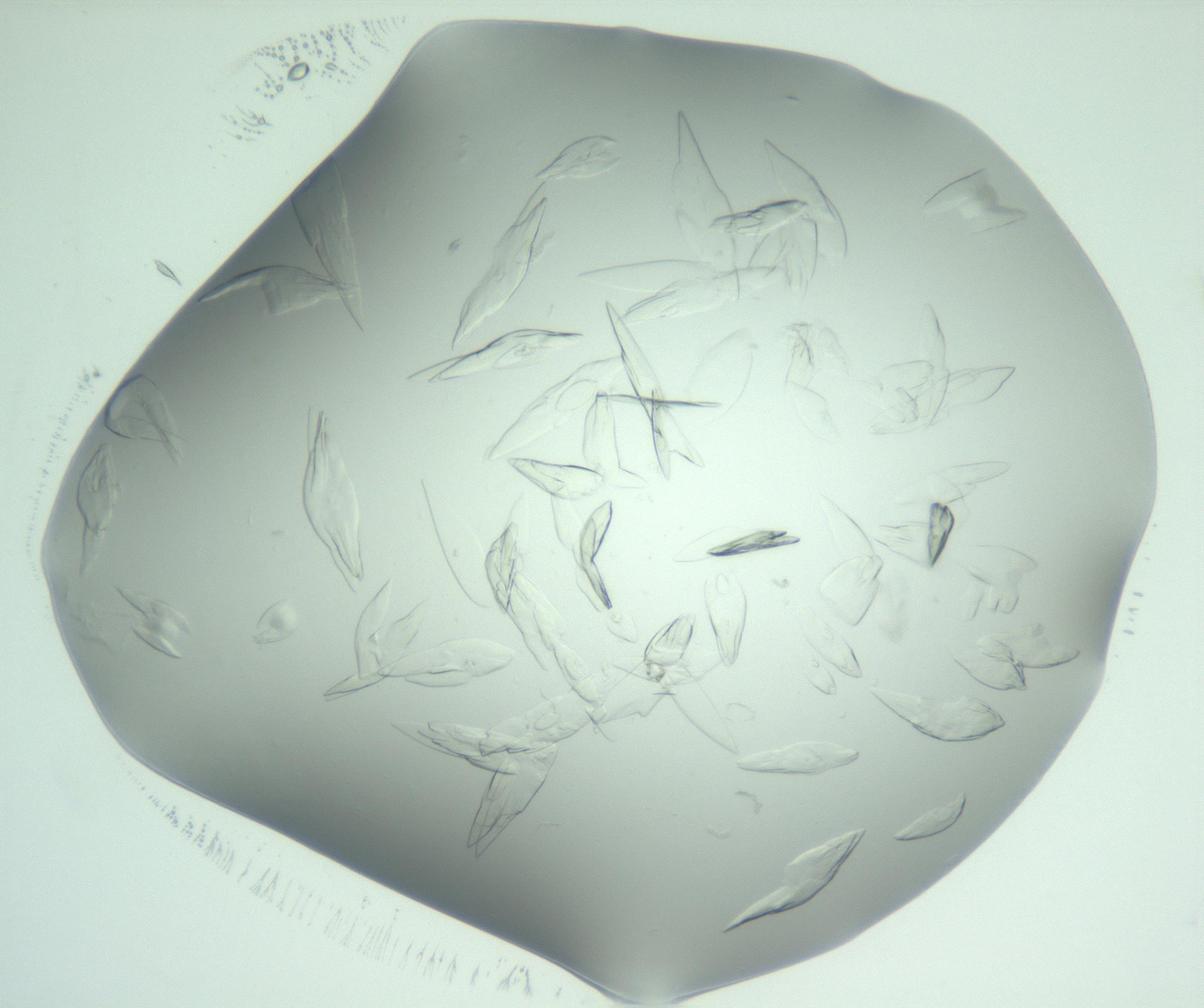 RI01_03_000_0212_Proj1_Clon1_MC_0000MC103074_002_161127_02_04_02_00_99_002_001_RAI.jpg