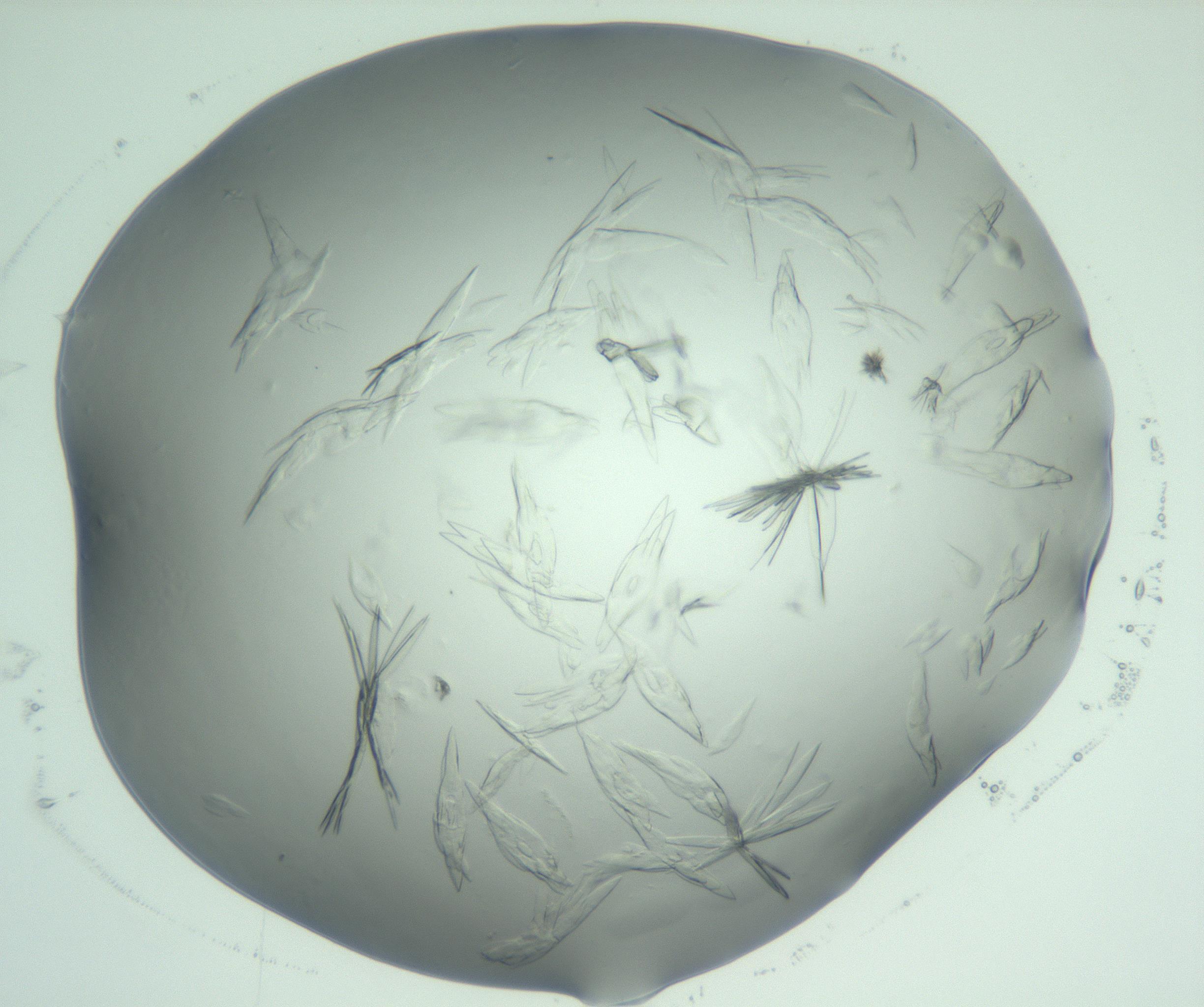 RI01_03_000_0212_Proj1_Clon1_MC_0000MC103074_002_161127_02_05_02_00_99_002_001_RAI.jpg