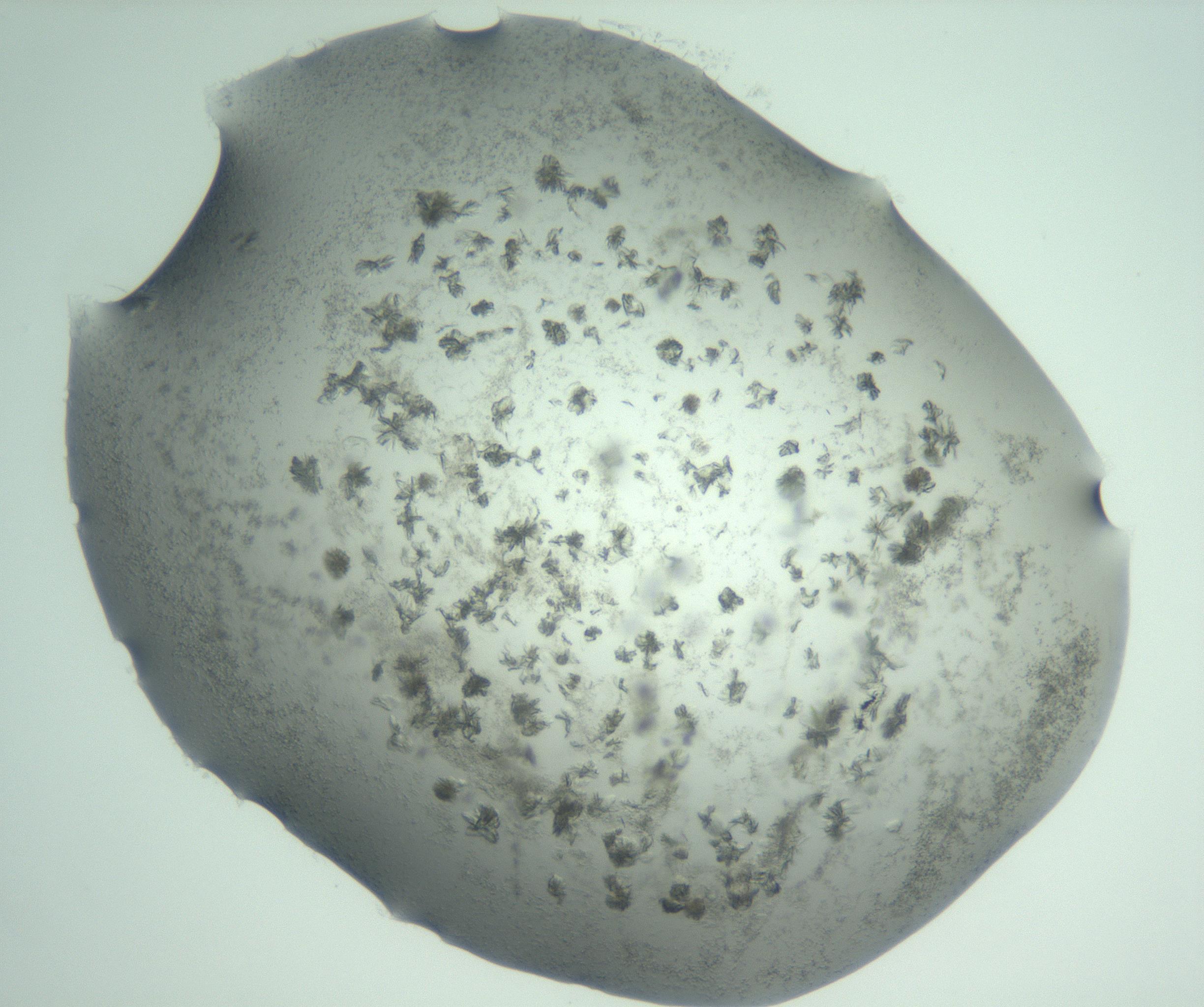 RI01_03_000_0212_Proj1_Clon1_MC_0000MC103074_002_161127_02_07_02_00_99_002_001_RAI.jpg