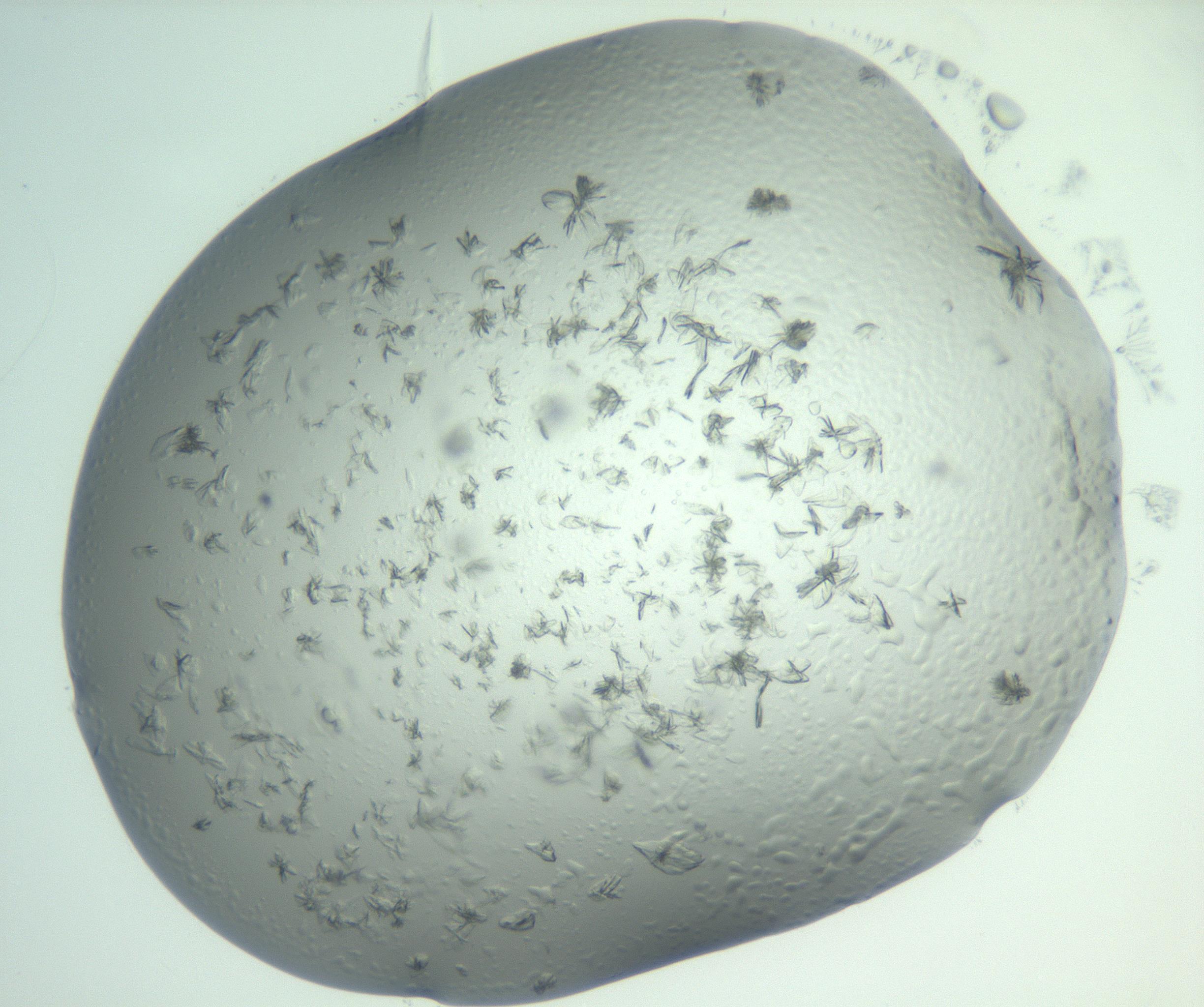 RI01_03_000_0212_Proj1_Clon1_MC_0000MC103074_002_161127_02_08_02_00_99_002_001_RAI.jpg
